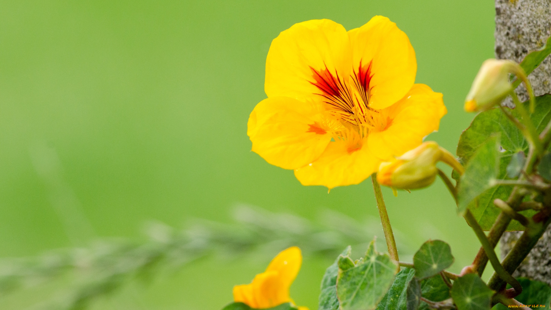 цветы, настурции, желтый