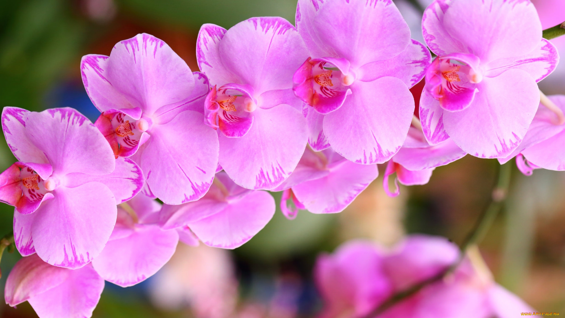 цветы, орхидеи, розовый