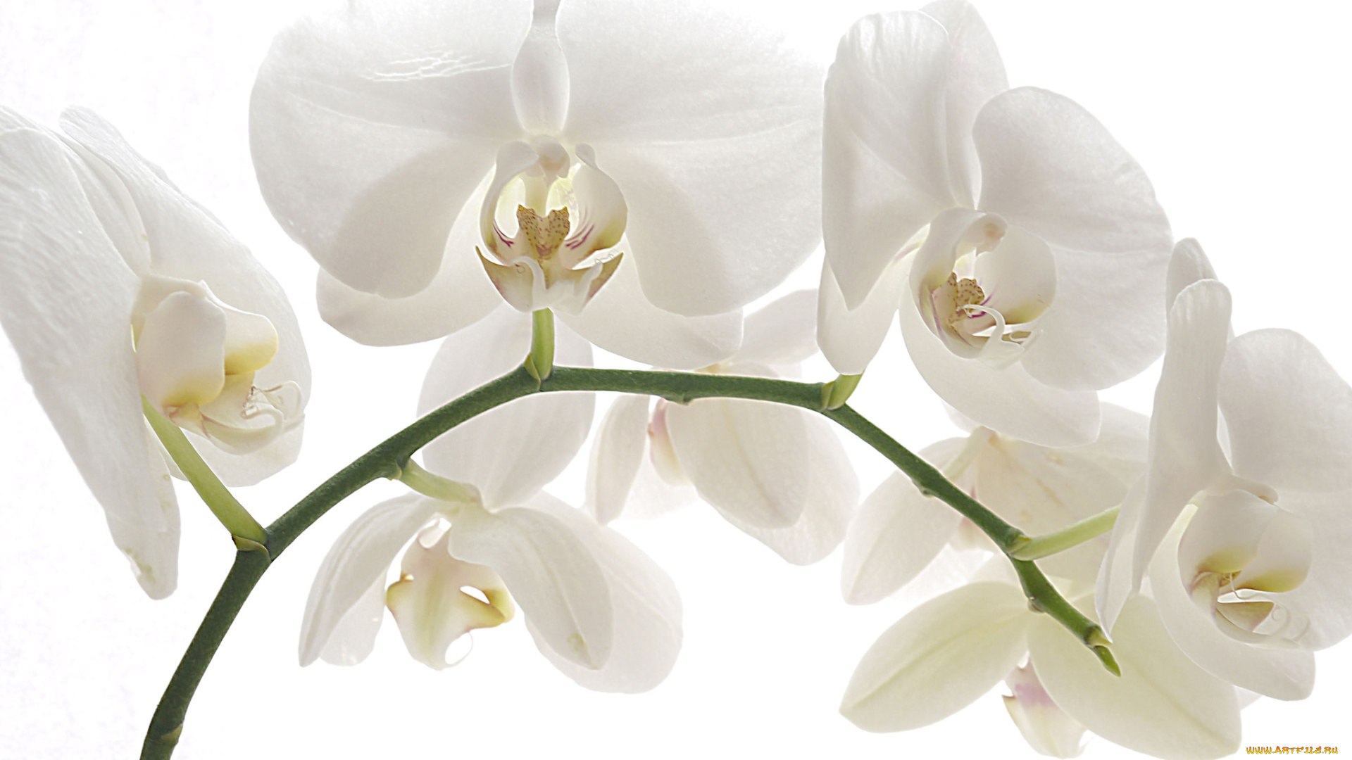 цветы, орхидеи, ветка