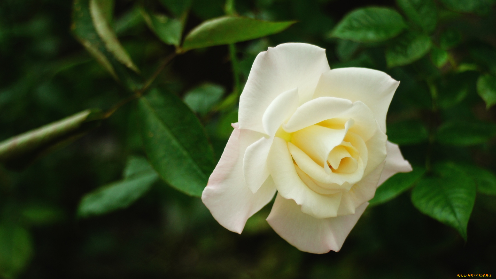 цветы, розы, белый