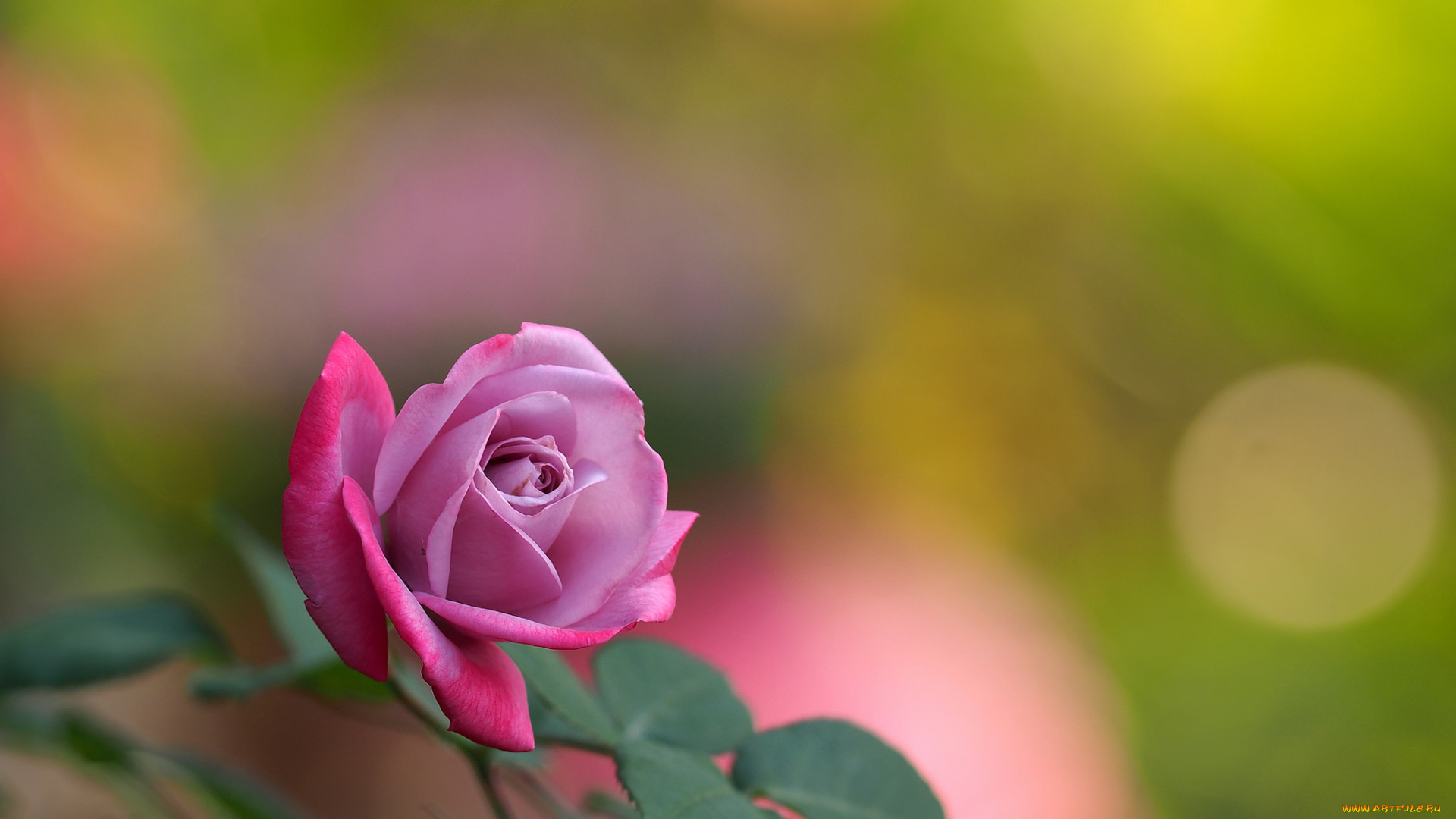 цветы, розы, бутон