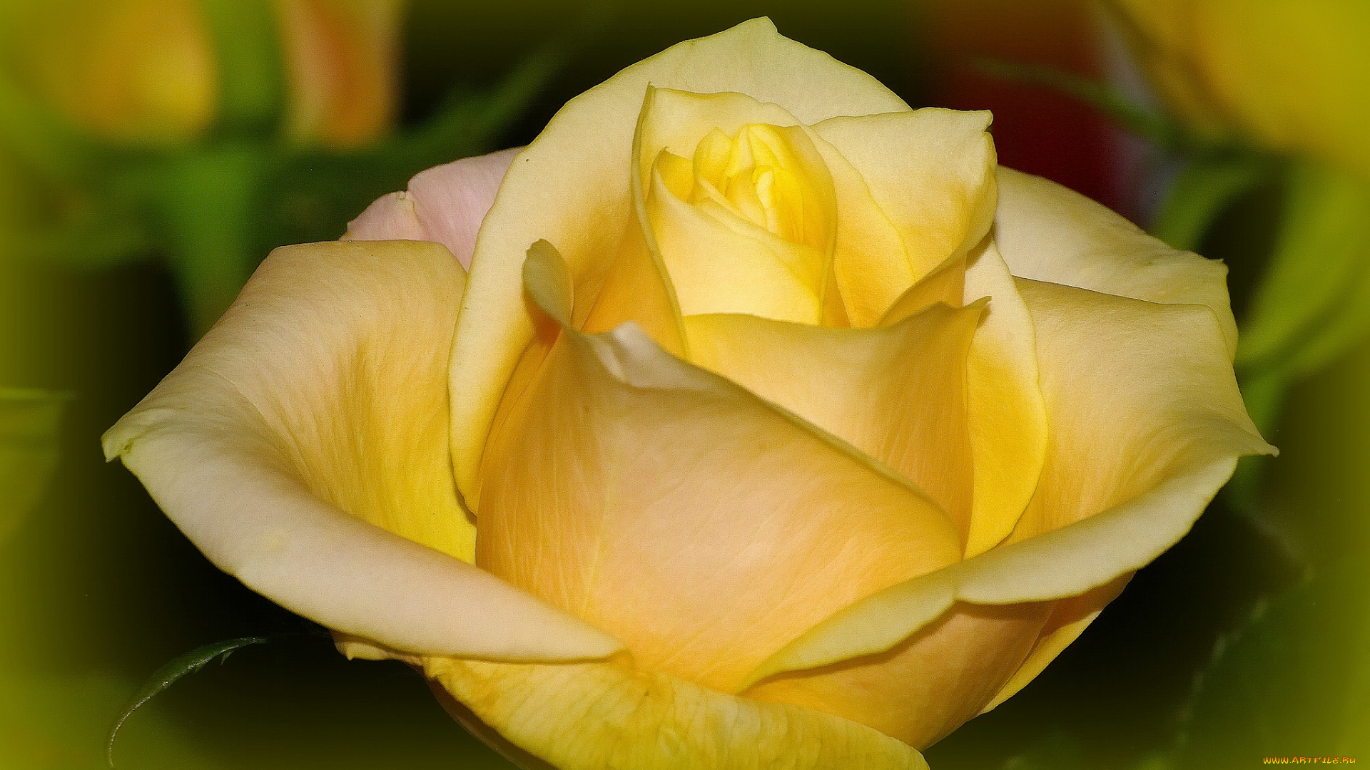 цветы, розы, макро, бутон, жёлтая, роза