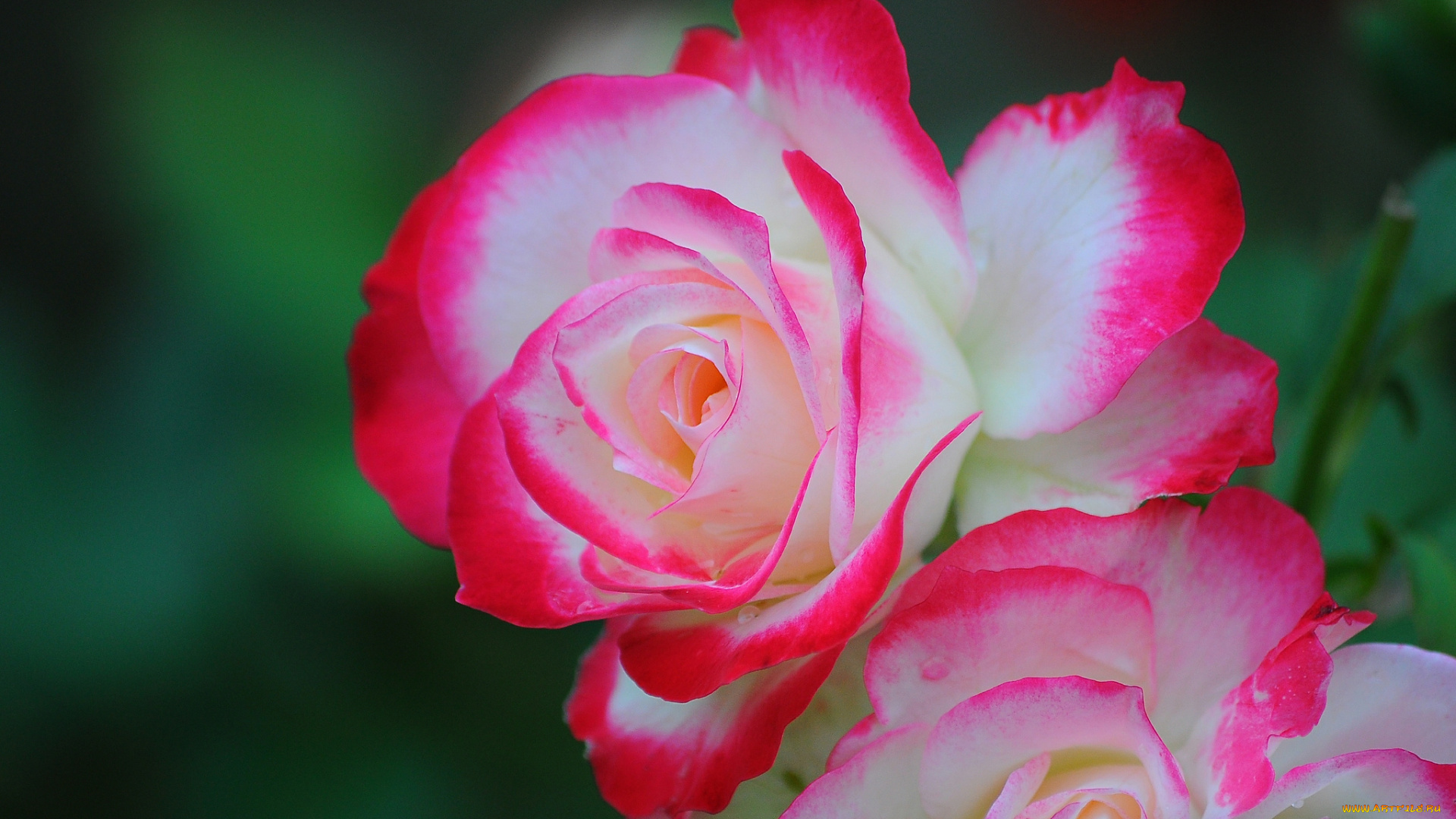 цветы, розы, нежность, лепестки