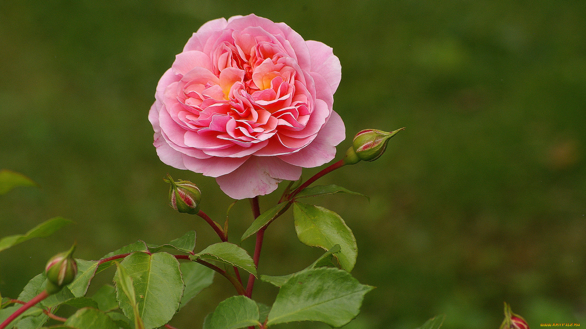 цветы, розы, роза, бутоны, листья