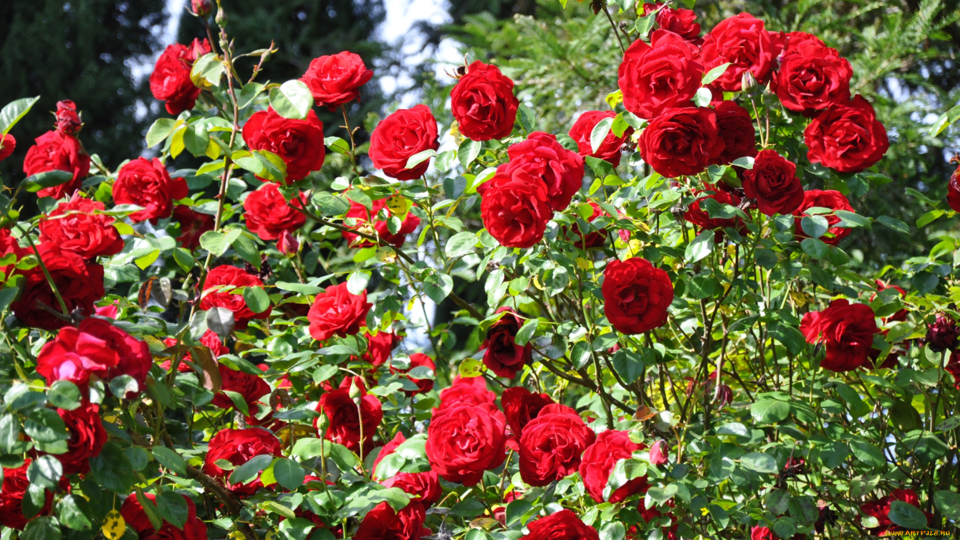 цветы, розы, розарий