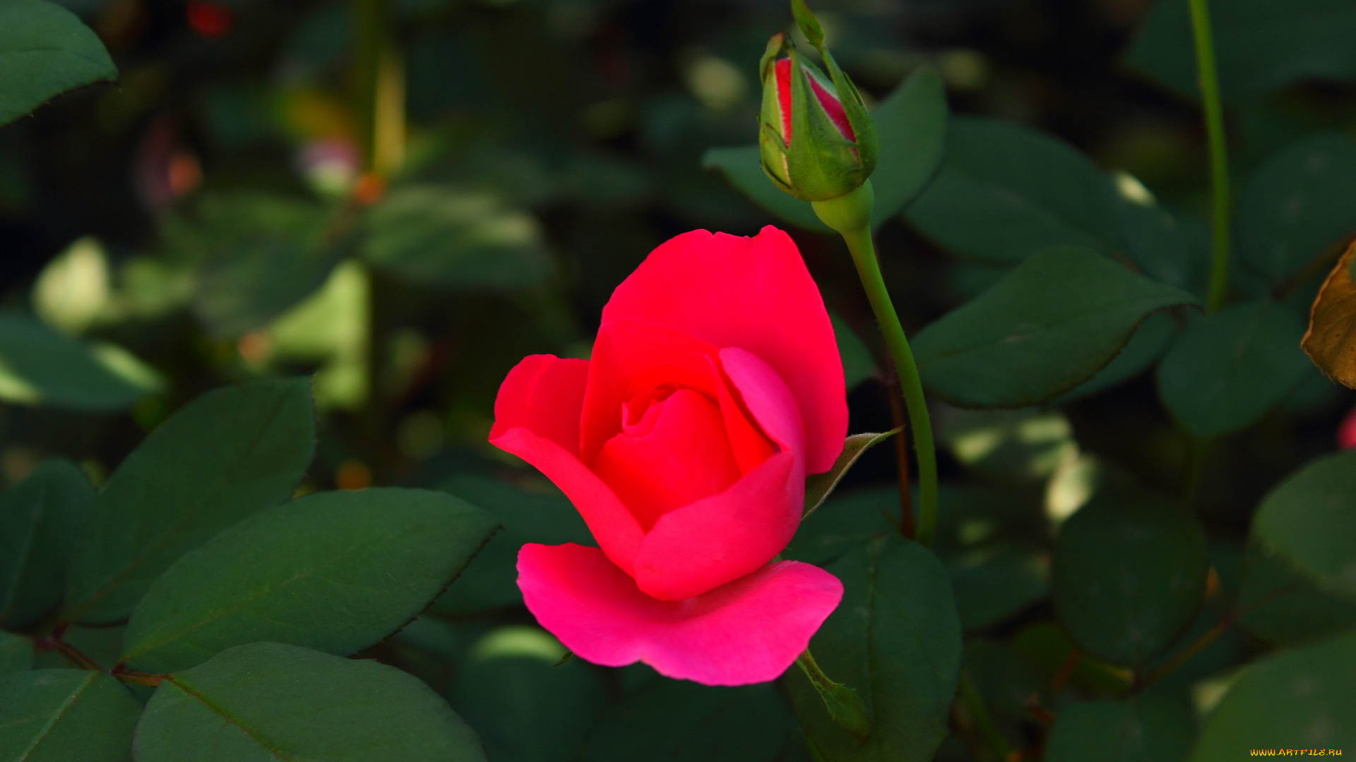 цветы, розы, яркая, цветок