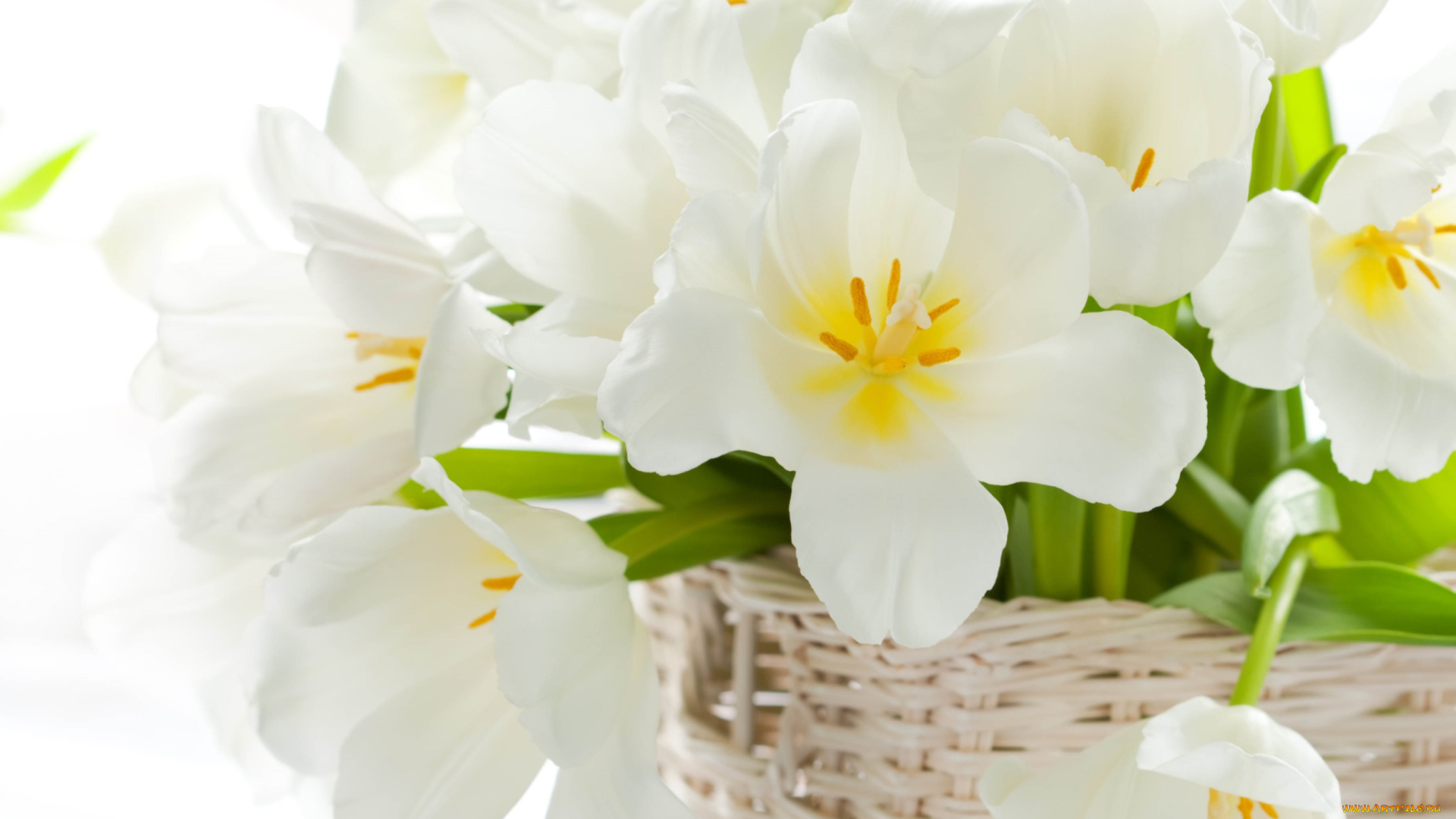 цветы, тюльпаны, белый