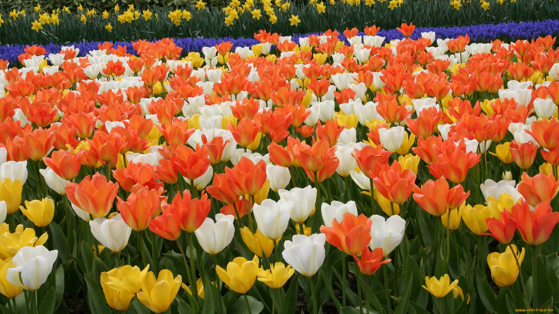 цветы, тюльпаны, разноцветные, много, поле