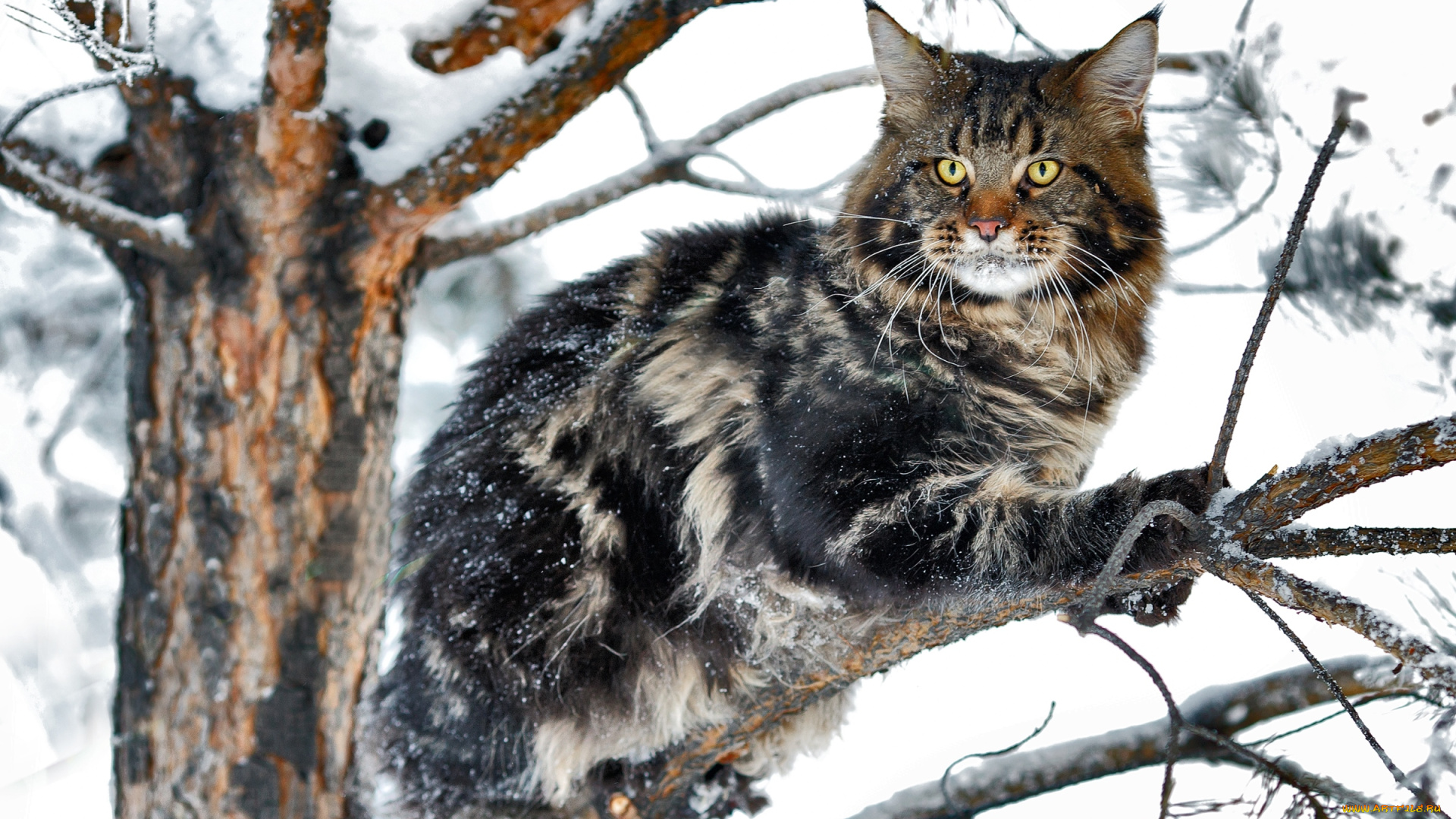 животные, коты, снег, мейн-кун