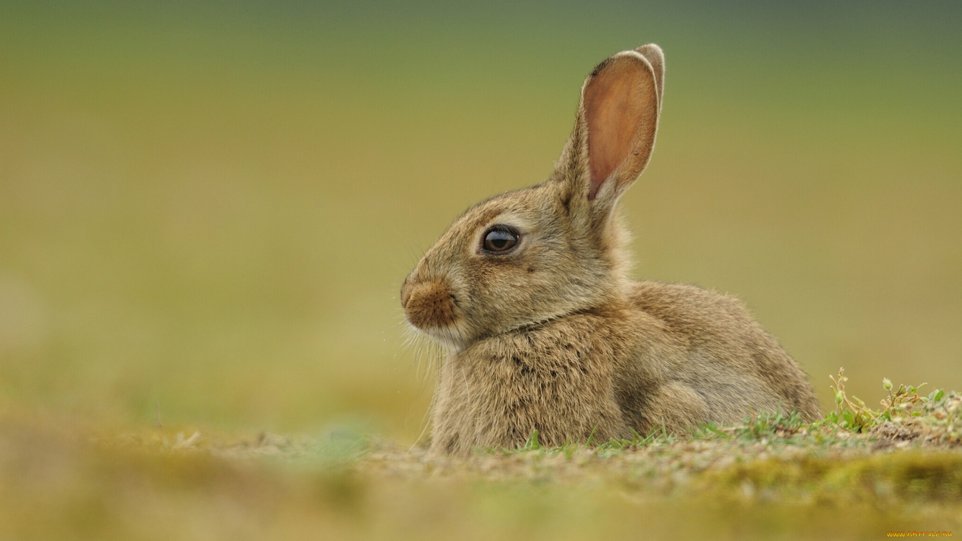 животные, кролики, , зайцы, боке, уши, кролик