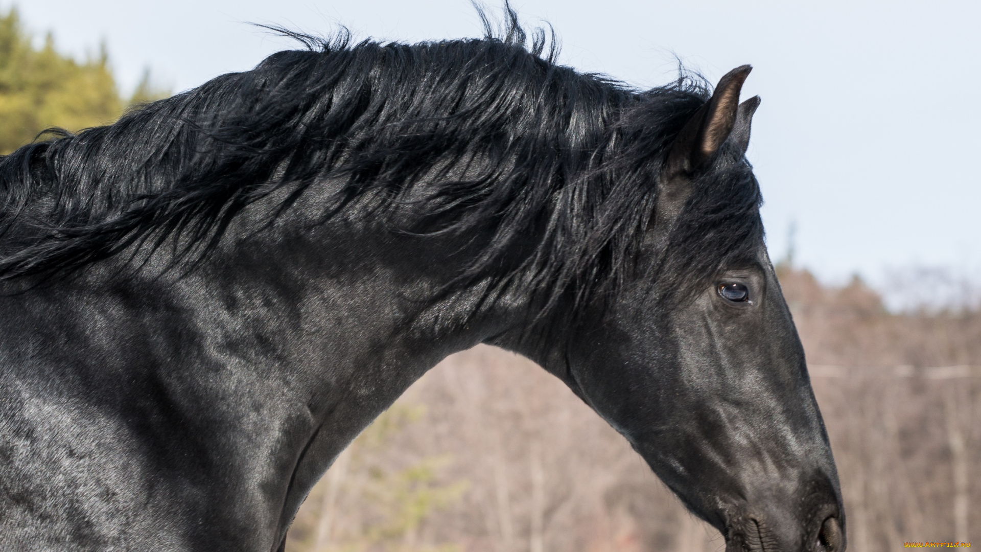 животные, лошади, профиль