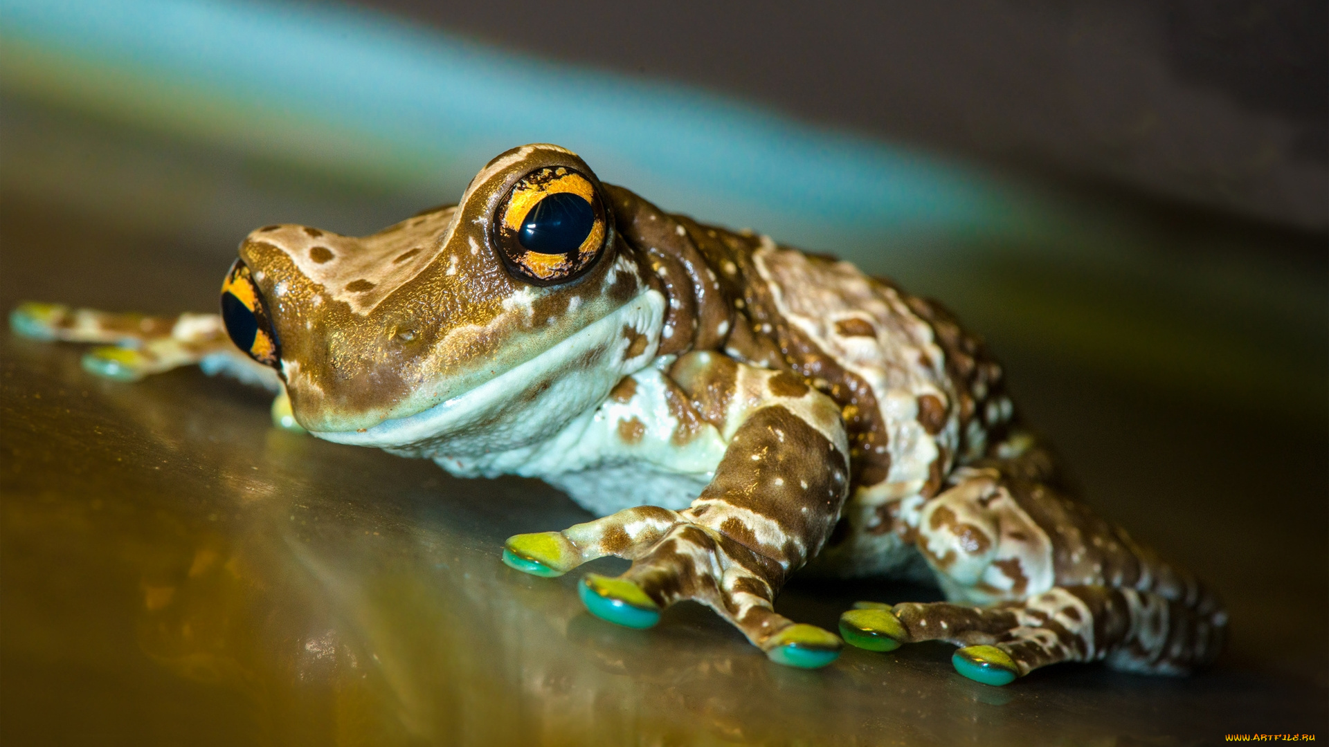 животные, лягушки, жаба, лягушка