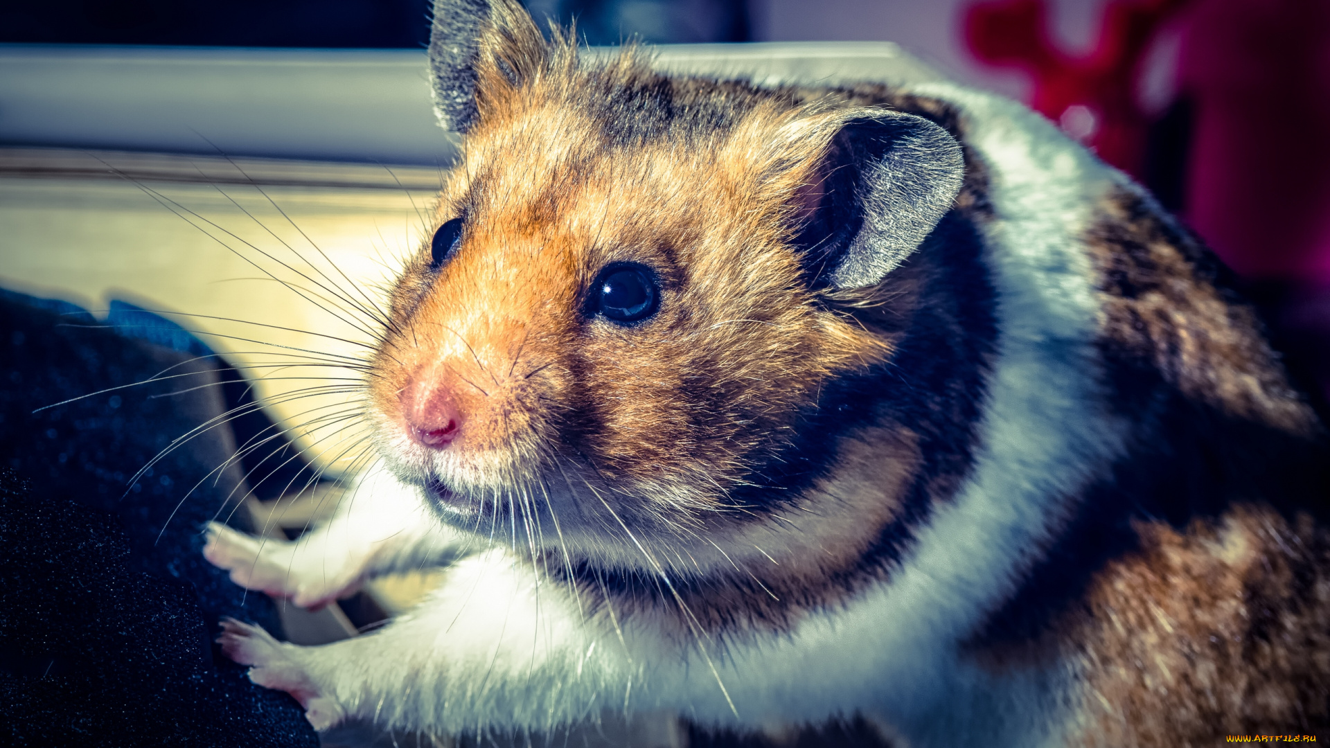 животные, морские, свинки, , хомяки, хомяк