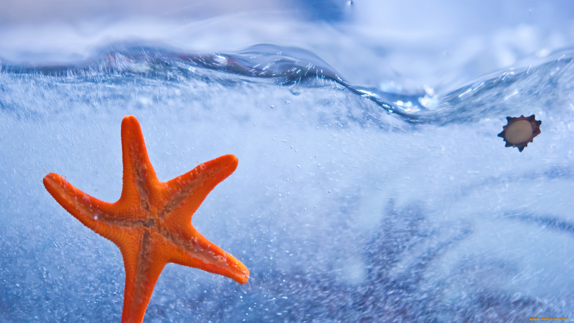 животные, морские, звёзды, вода, море, морская, звезда