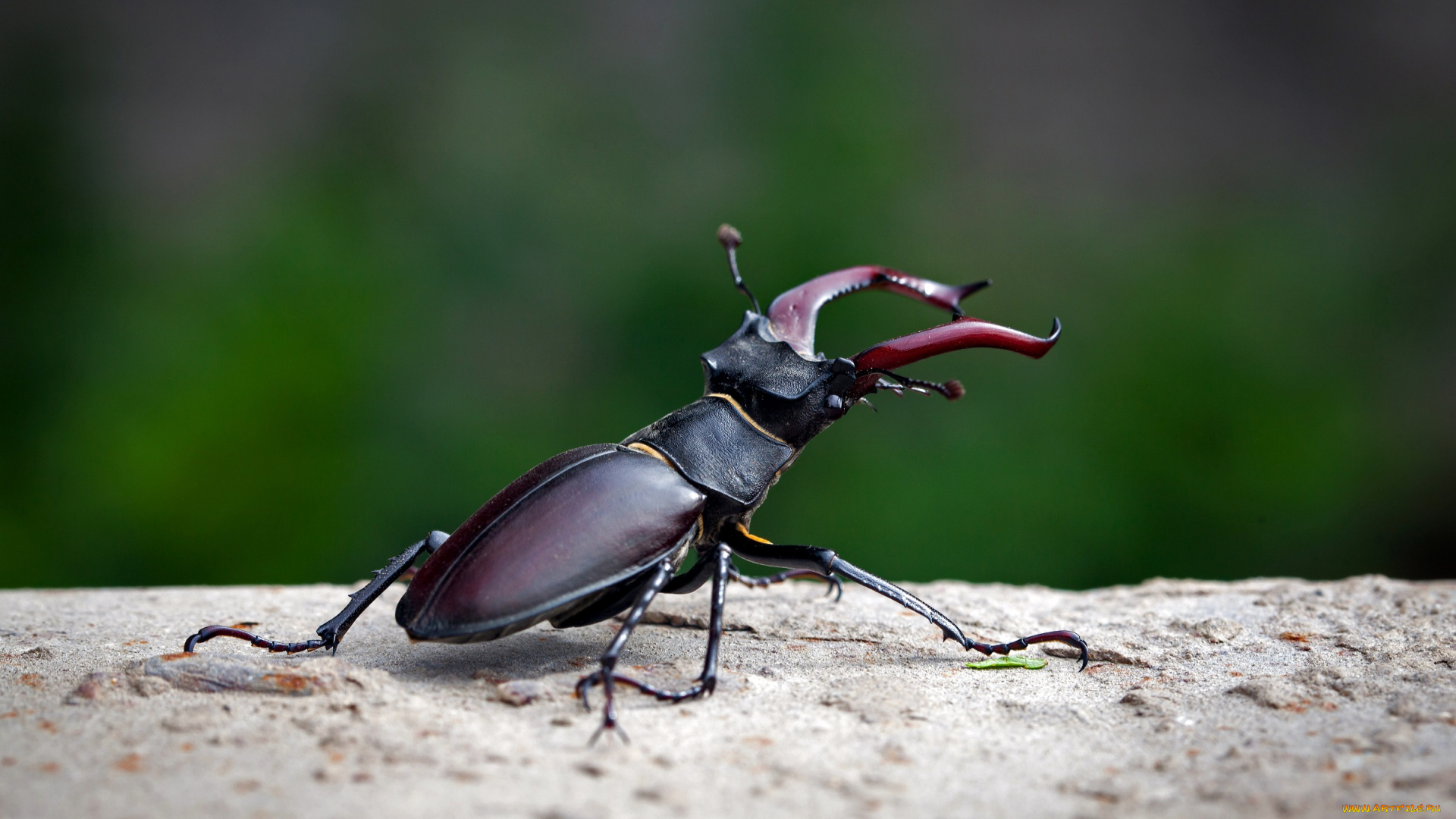 животные, насекомые, жук, зелёный, фон, рогатый