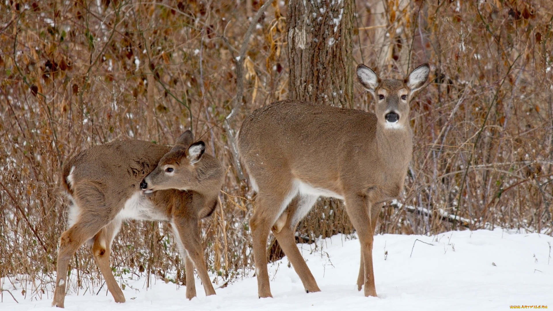 животные, олени