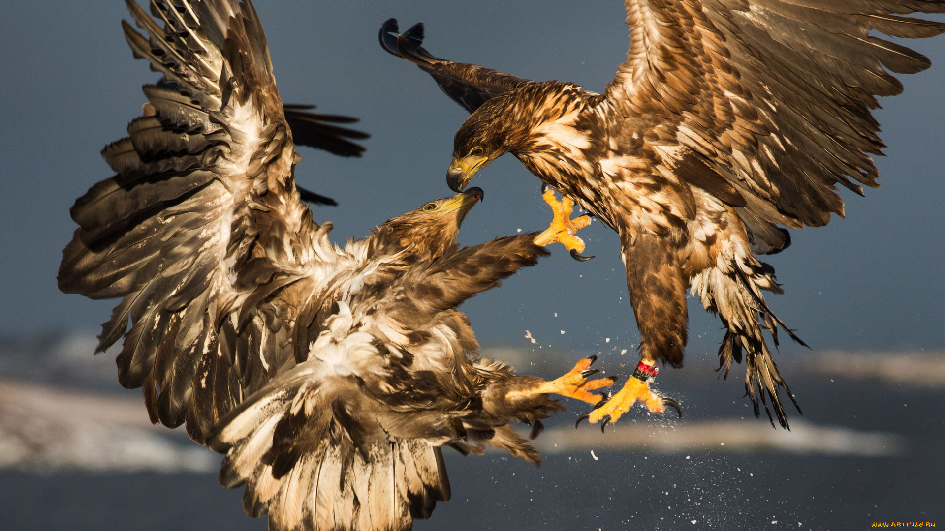 животные, птицы, -, хищники, беркуты, спарринг, птицы