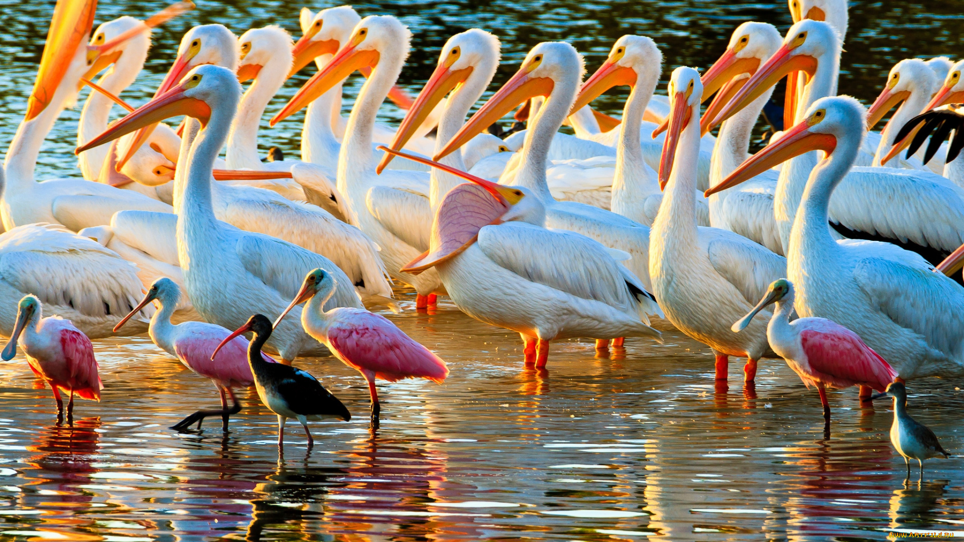 животные, птицы, пеликаны, ибисы