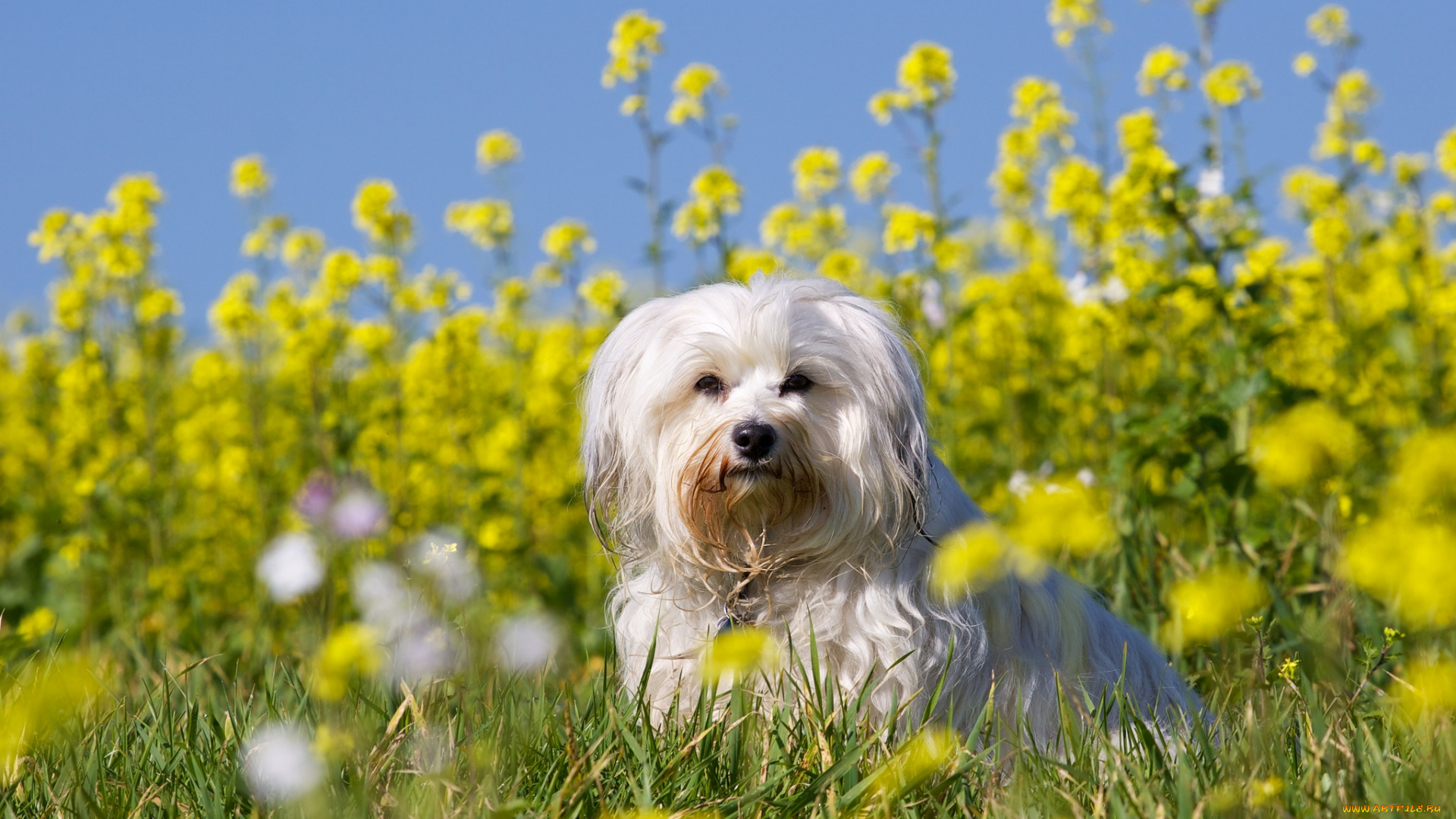 животные, собаки, цветы
