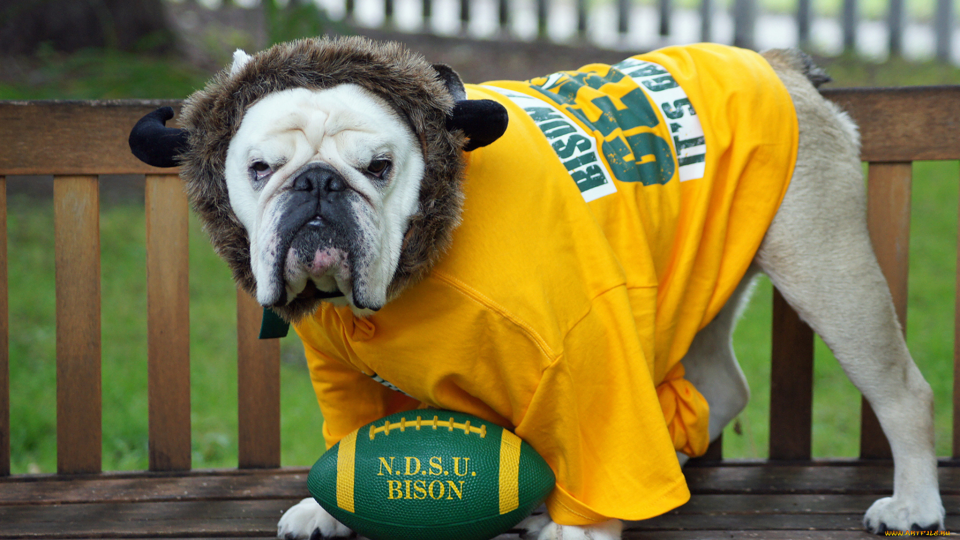 животные, собаки, майка, мяч, болельщик, фанат, собака, английский, бульдог