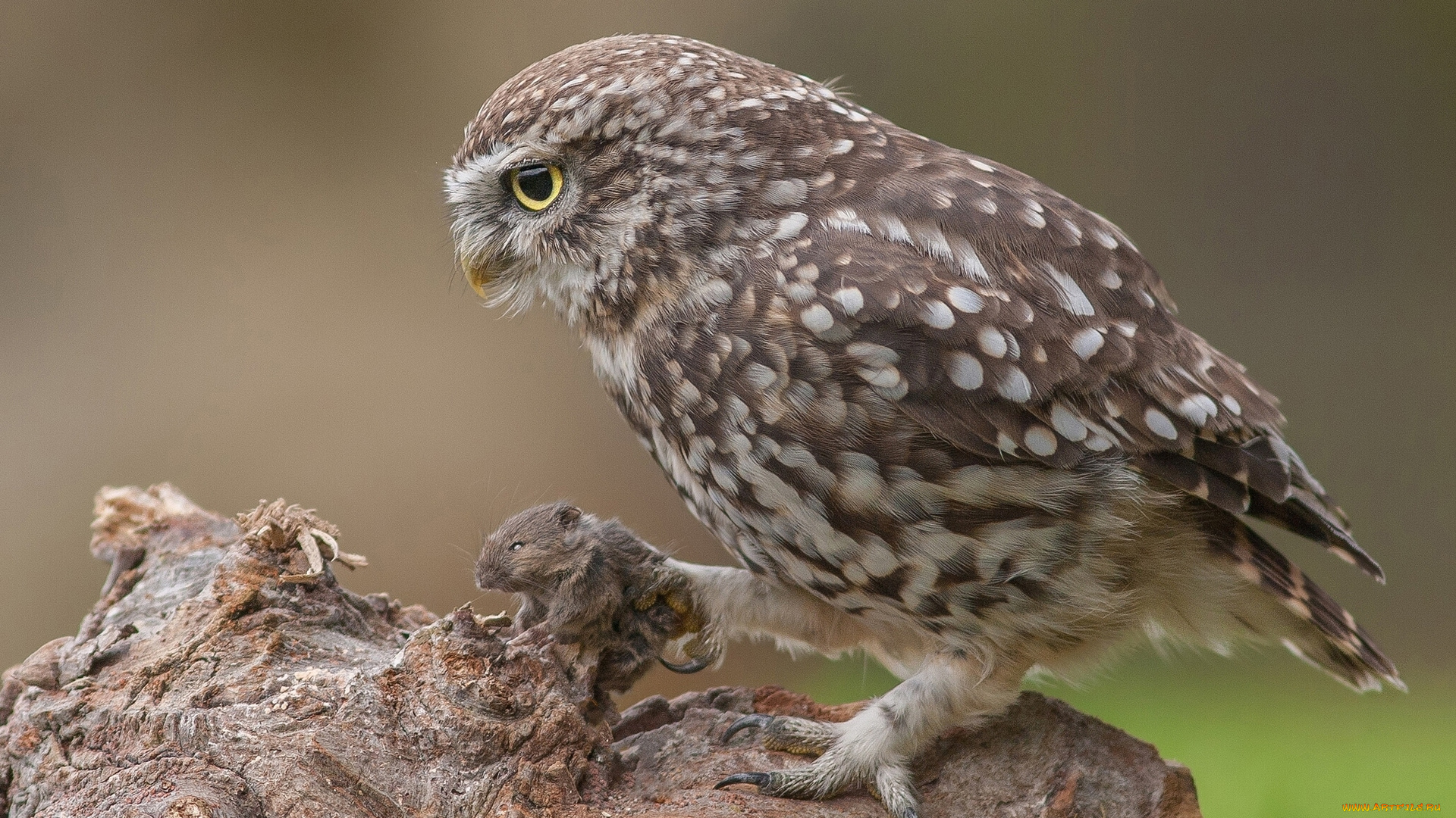 животные, совы, домовый, сыч, сова, мышь, добыча