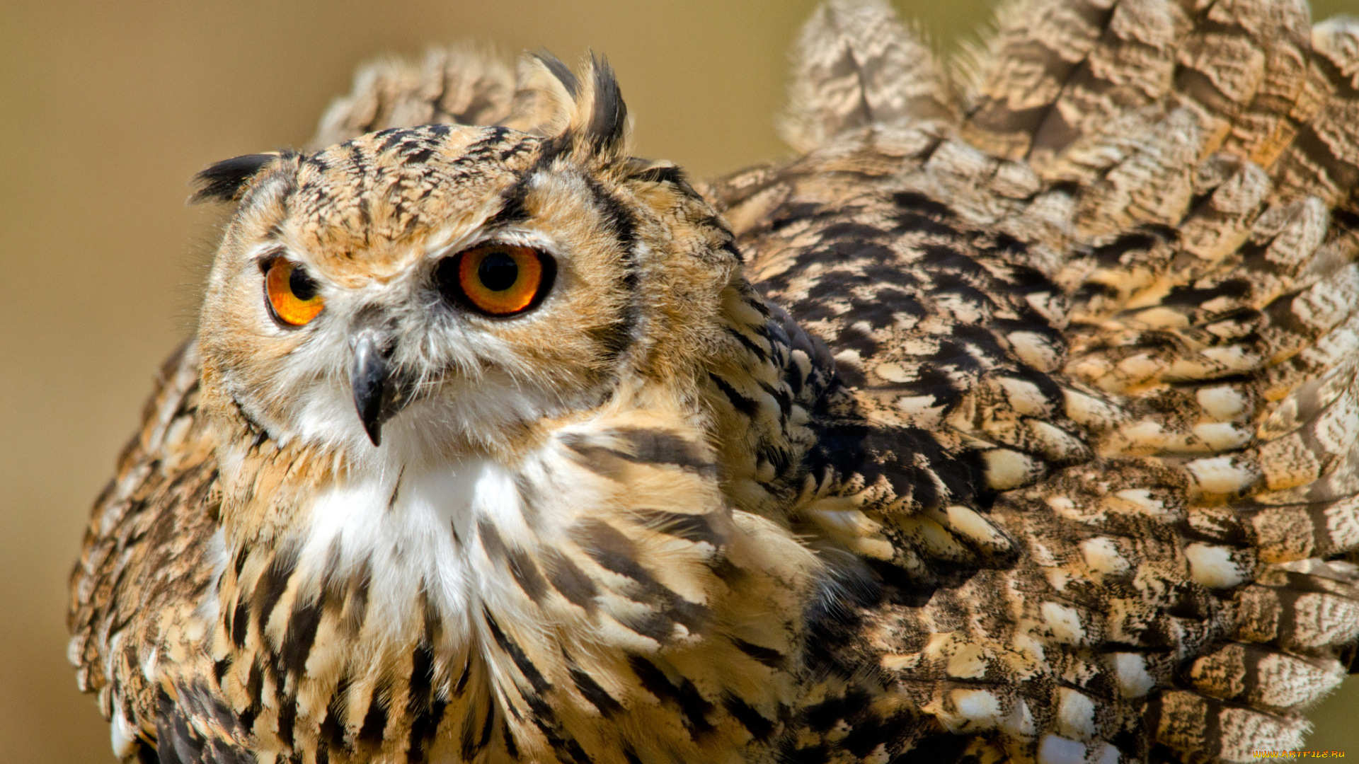 животные, совы, перья, сова, бенгальский, филин, хвост