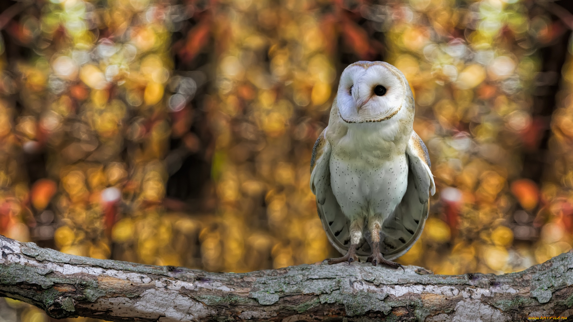 животные, совы, сипуха