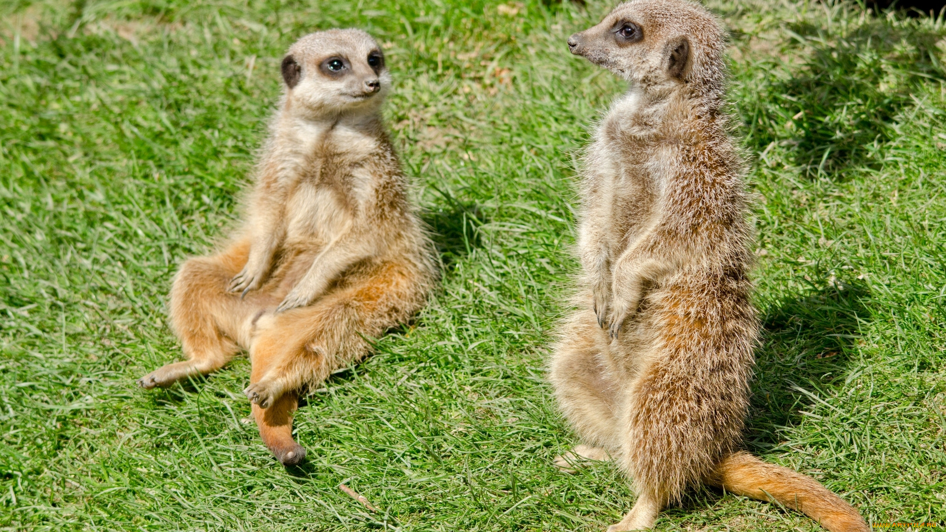 животные, сурикаты, стойка