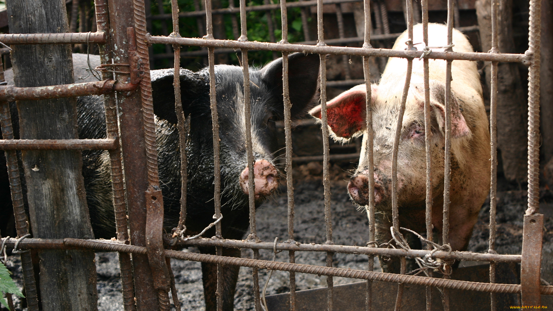 животные, свиньи, , кабаны, две, свинки