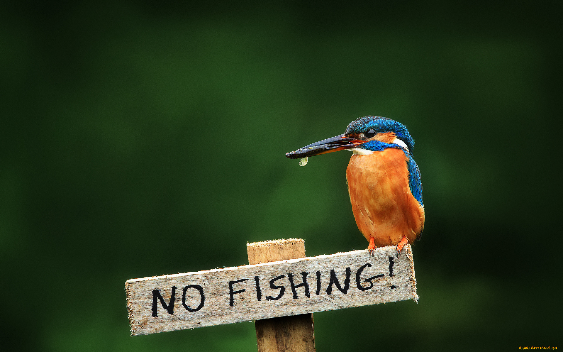 животные, зимородки, alcedo, atthis, табличка, kingfisher