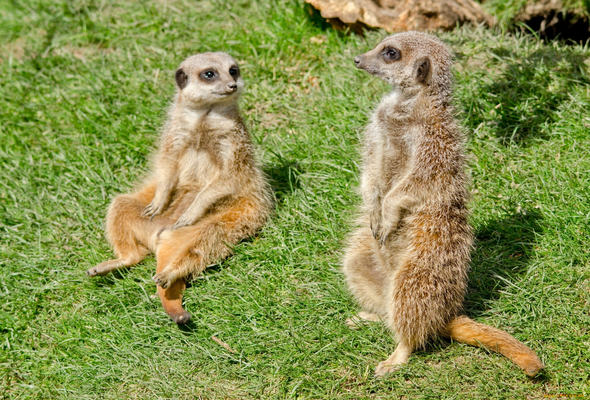 животные, сурикаты, стойка