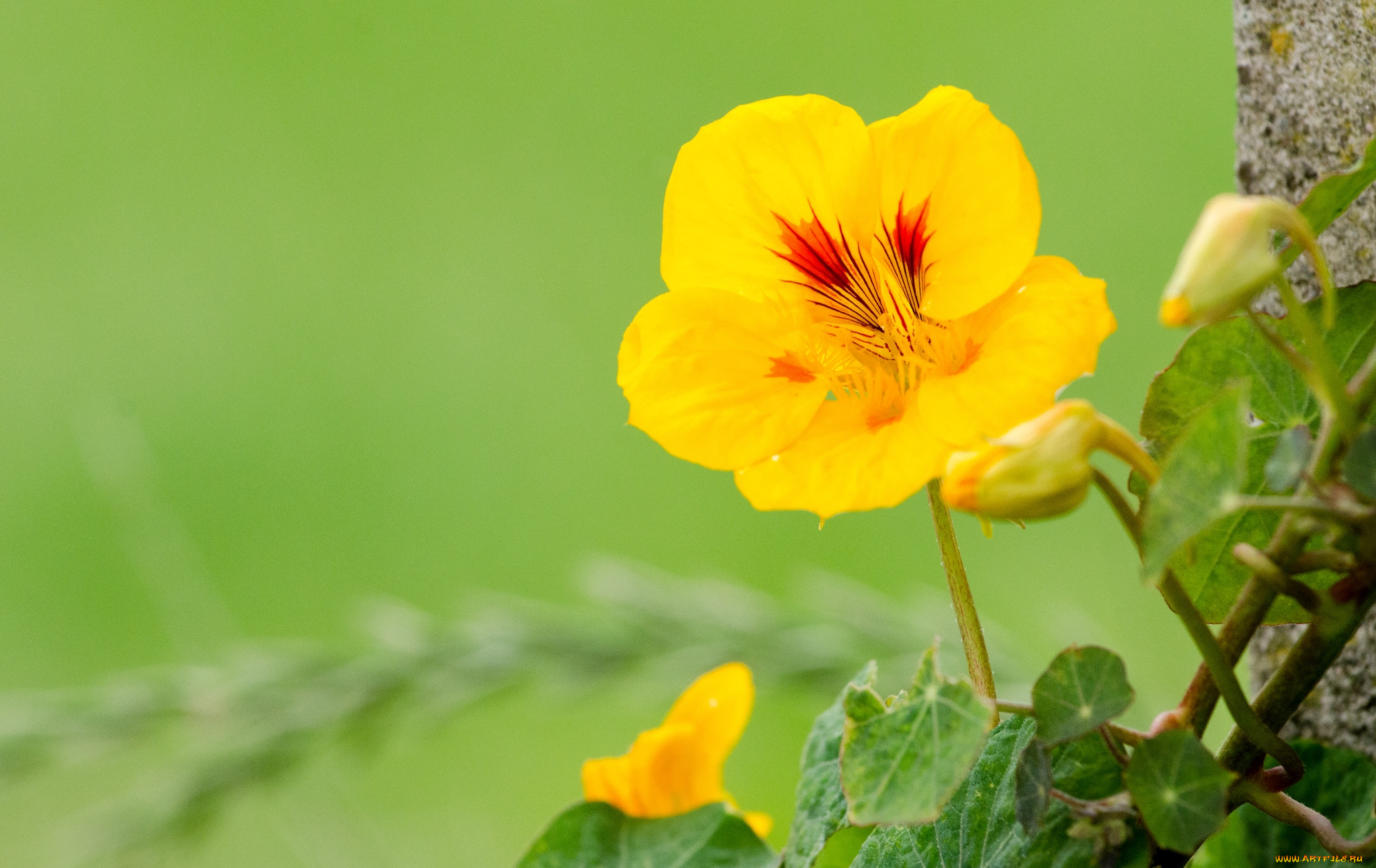 цветы, настурции, желтый