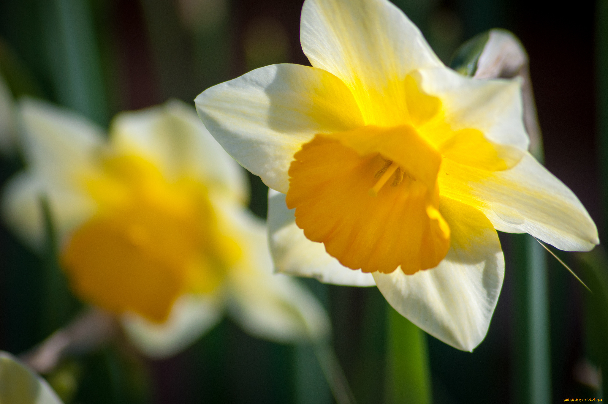 цветы, нарциссы, макро, нарцисс