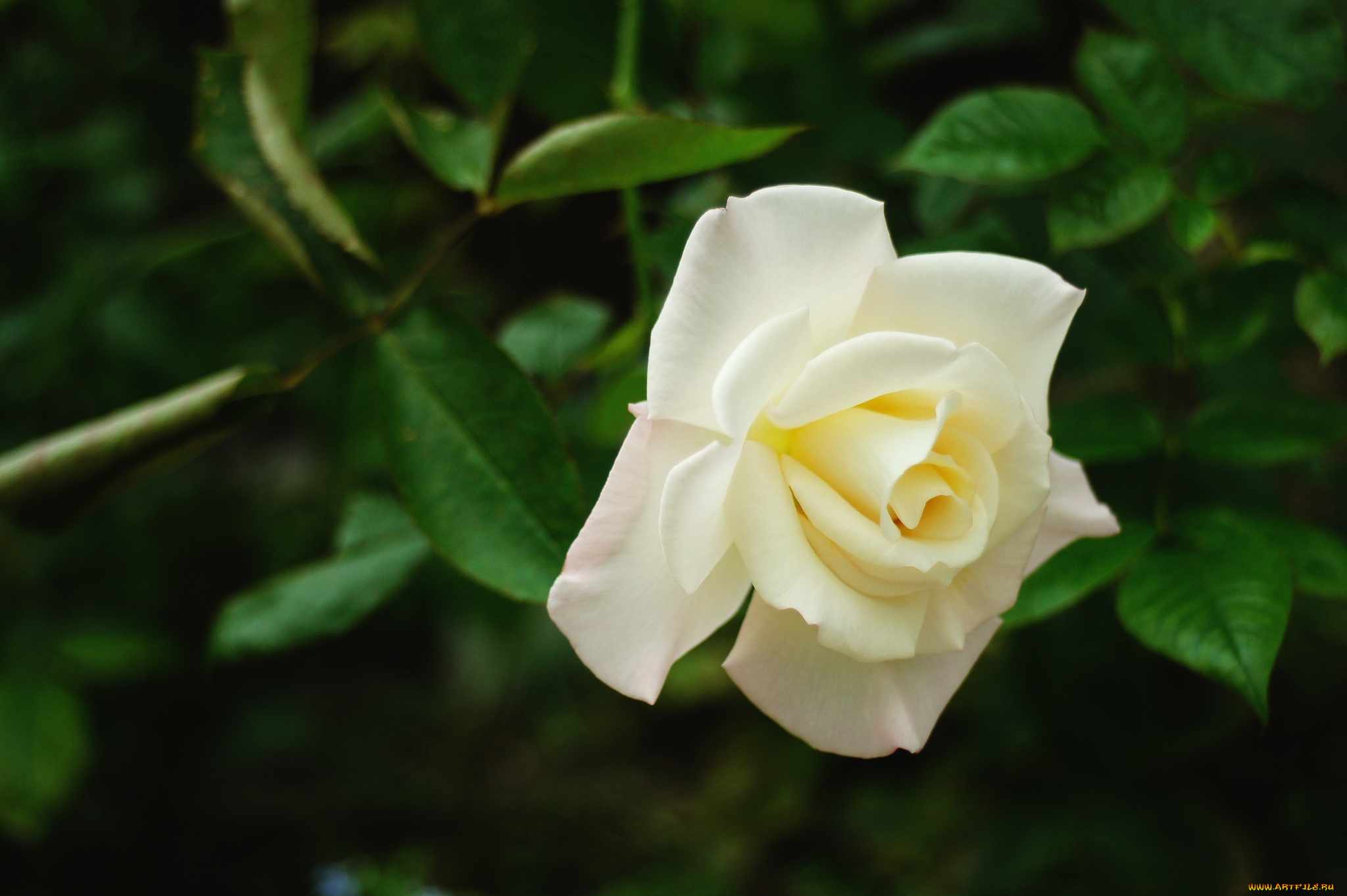 цветы, розы, белый