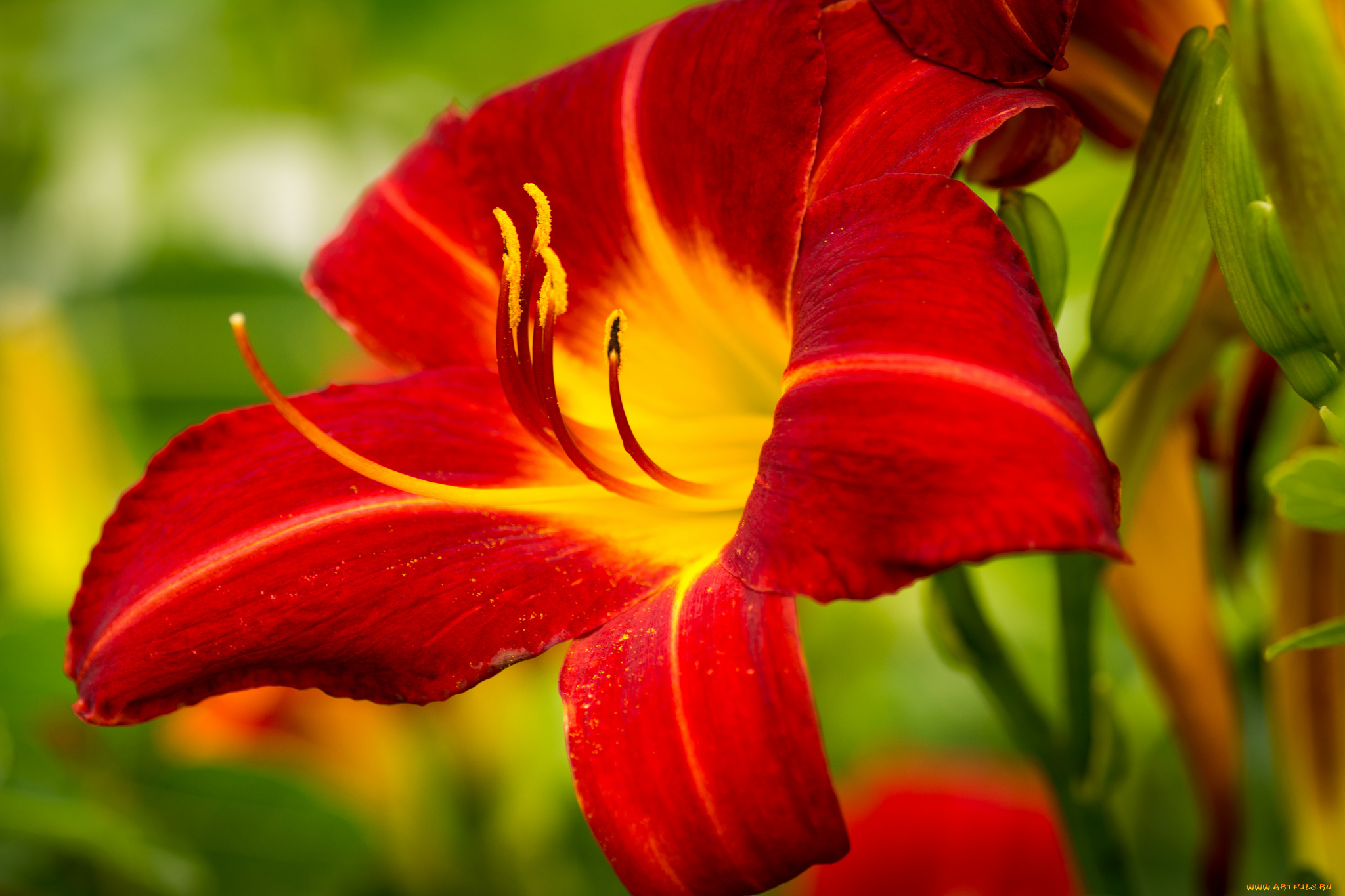 цветы, лилии, , лилейники, макро, лепестки, лилия