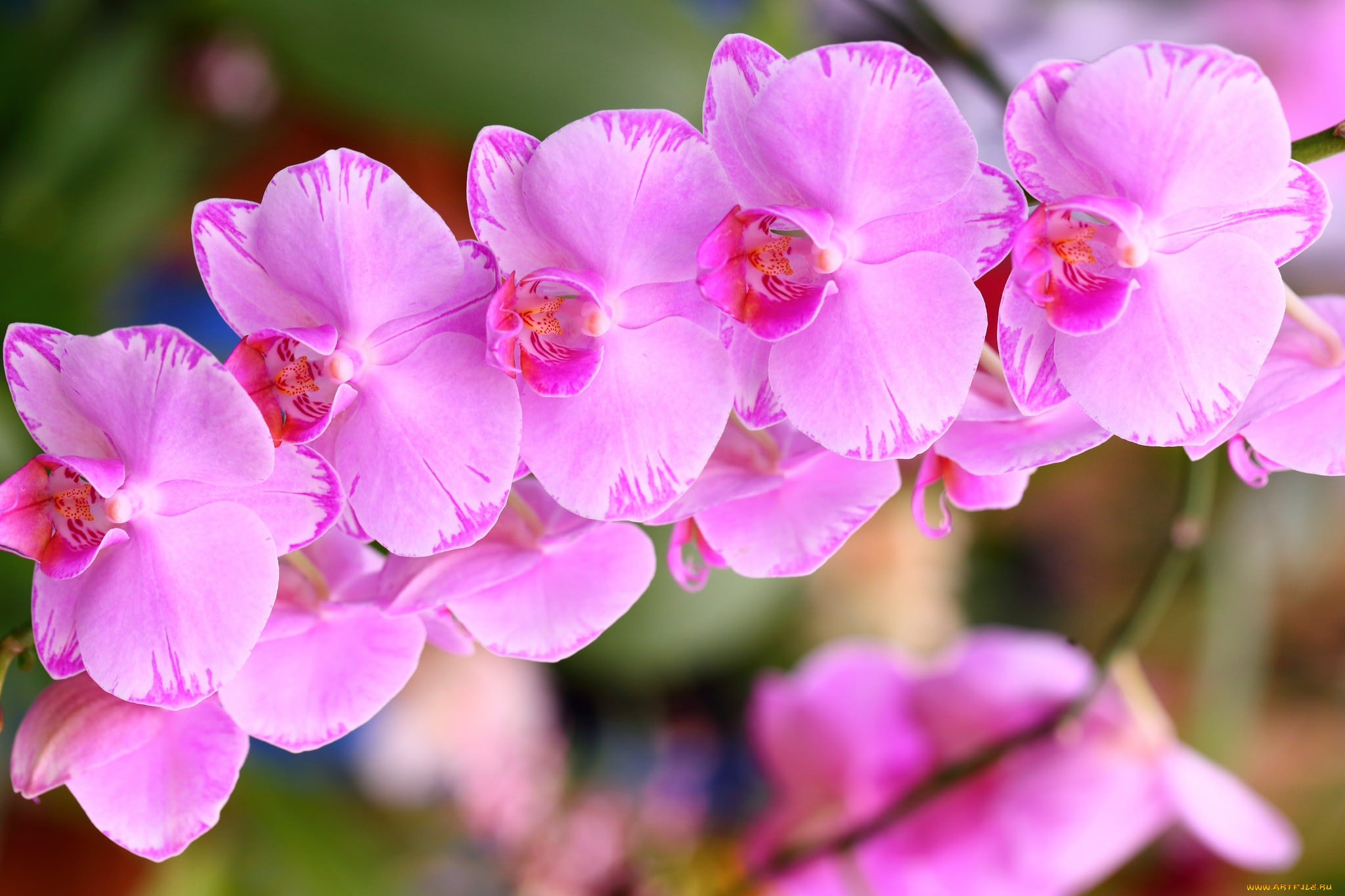 цветы, орхидеи, розовый