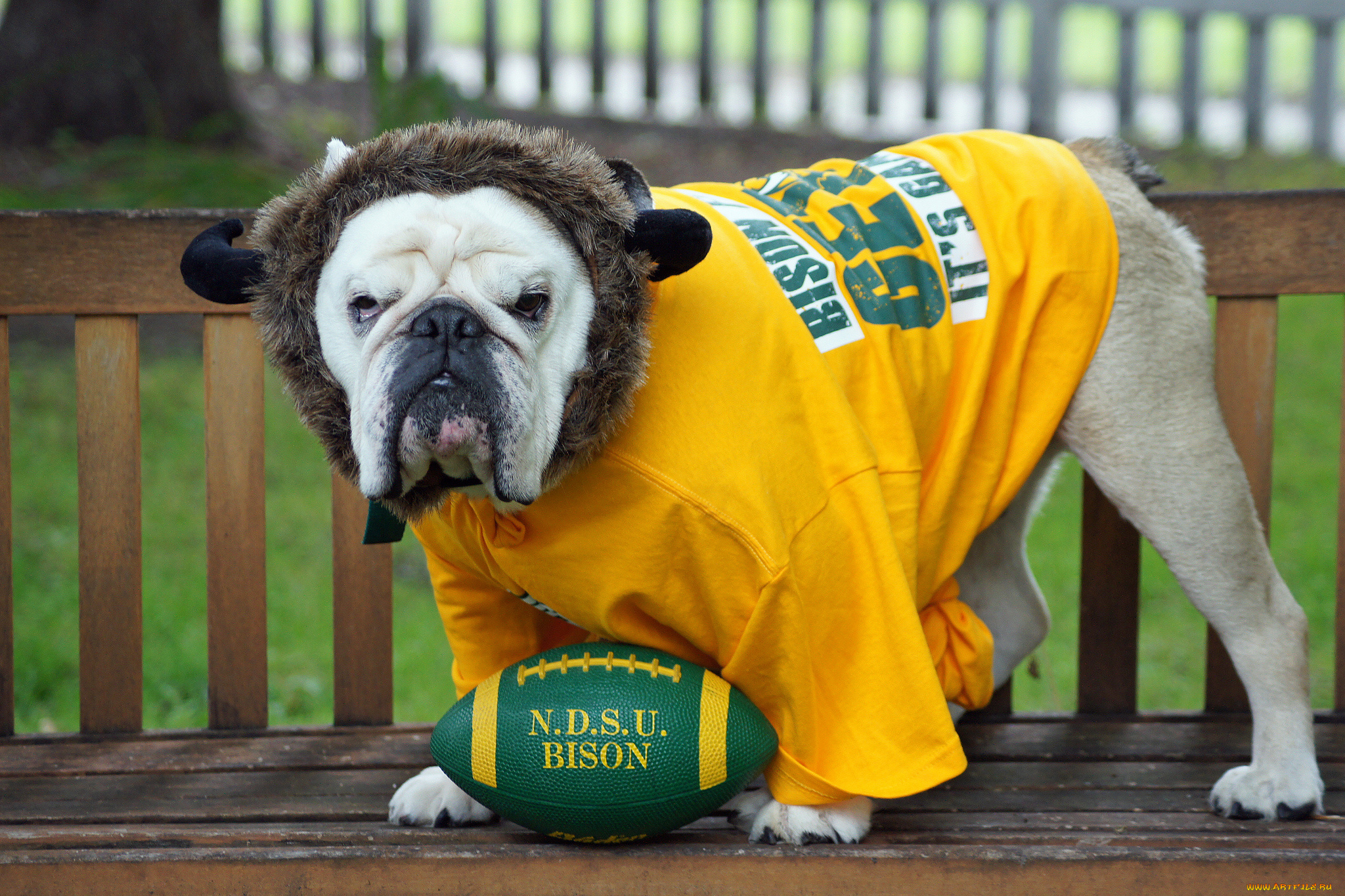 животные, собаки, майка, мяч, болельщик, фанат, собака, английский, бульдог