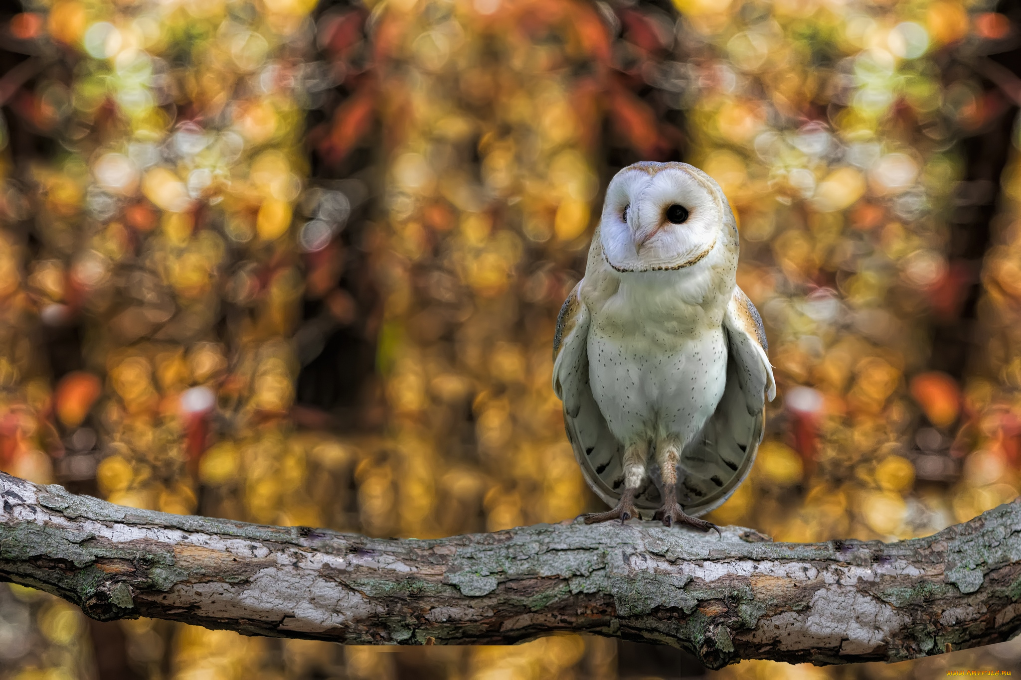 животные, совы, сипуха