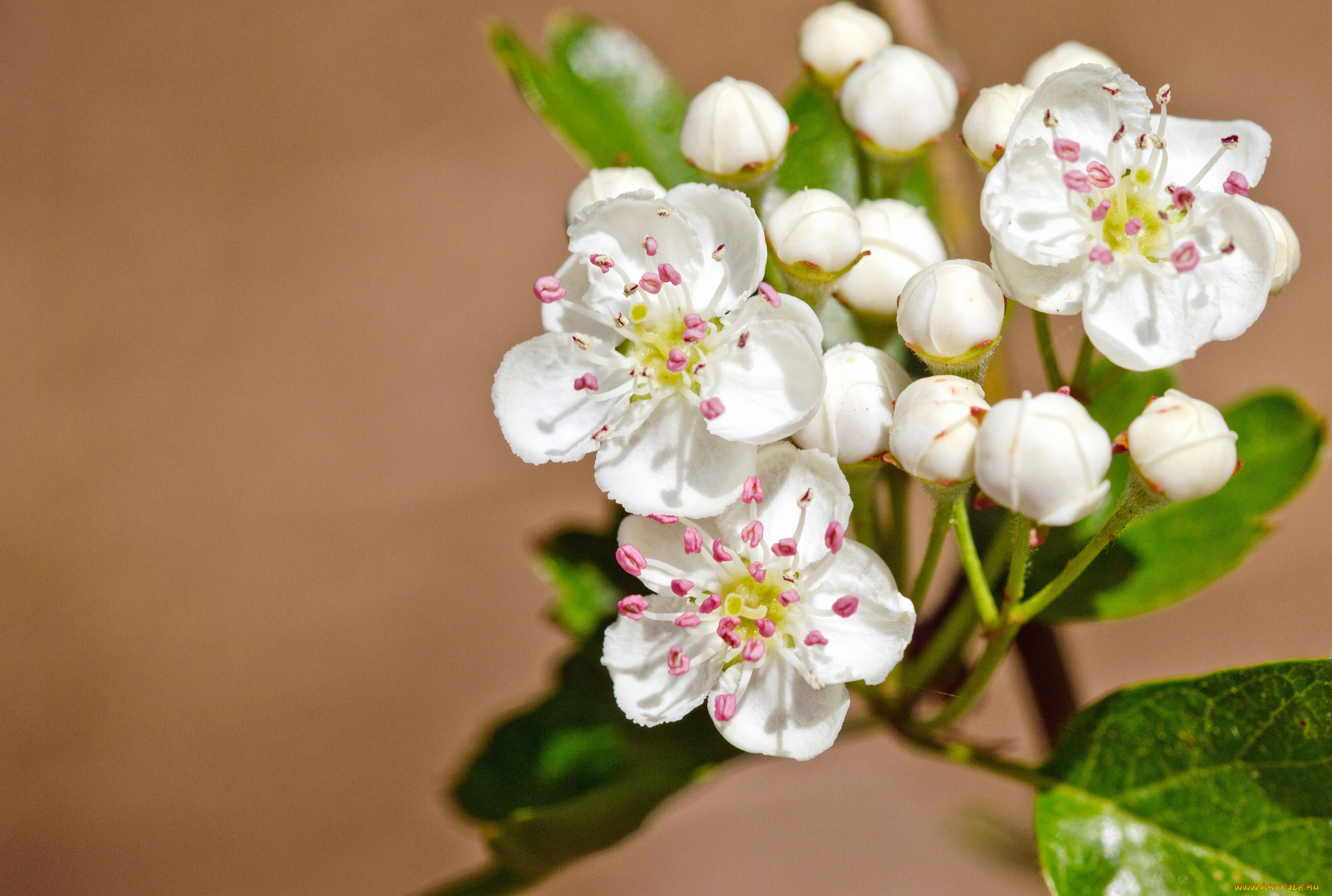 цветы, цветущие, деревья, , , кустарники, боярышник, макро, бутоны, цветение