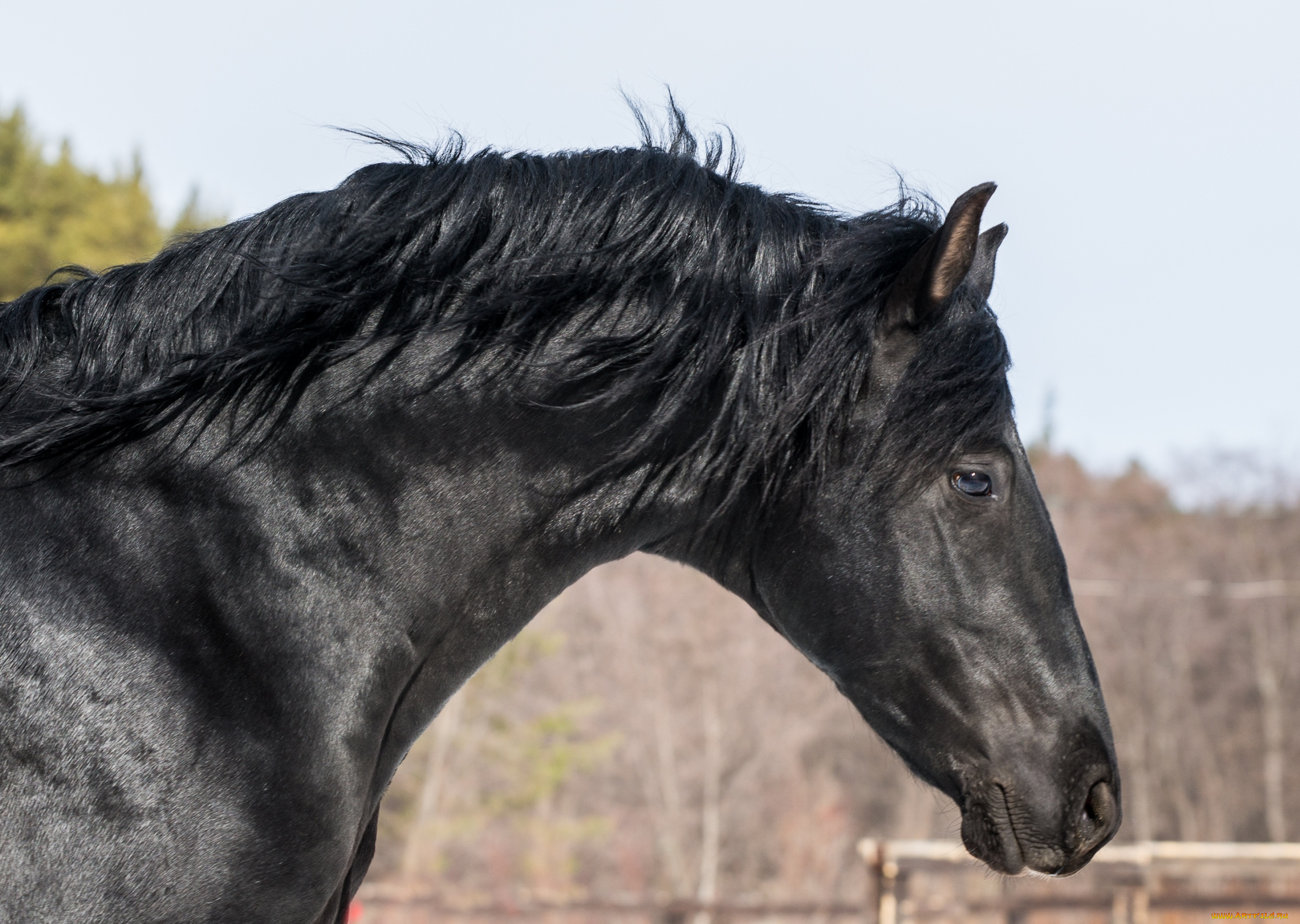животные, лошади, профиль