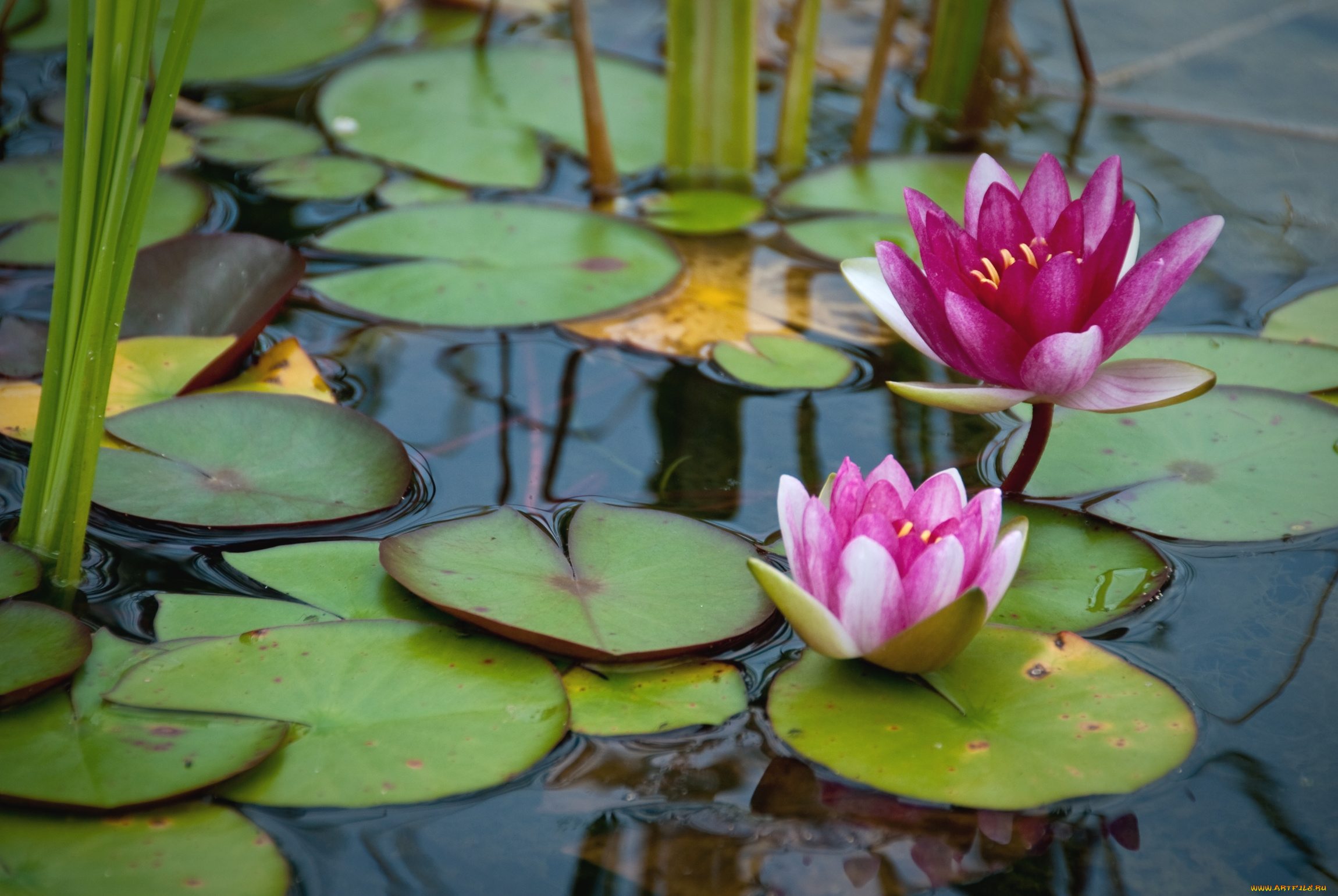 цветы, лилии, водяные, , нимфеи, , кувшинки, вода, листья