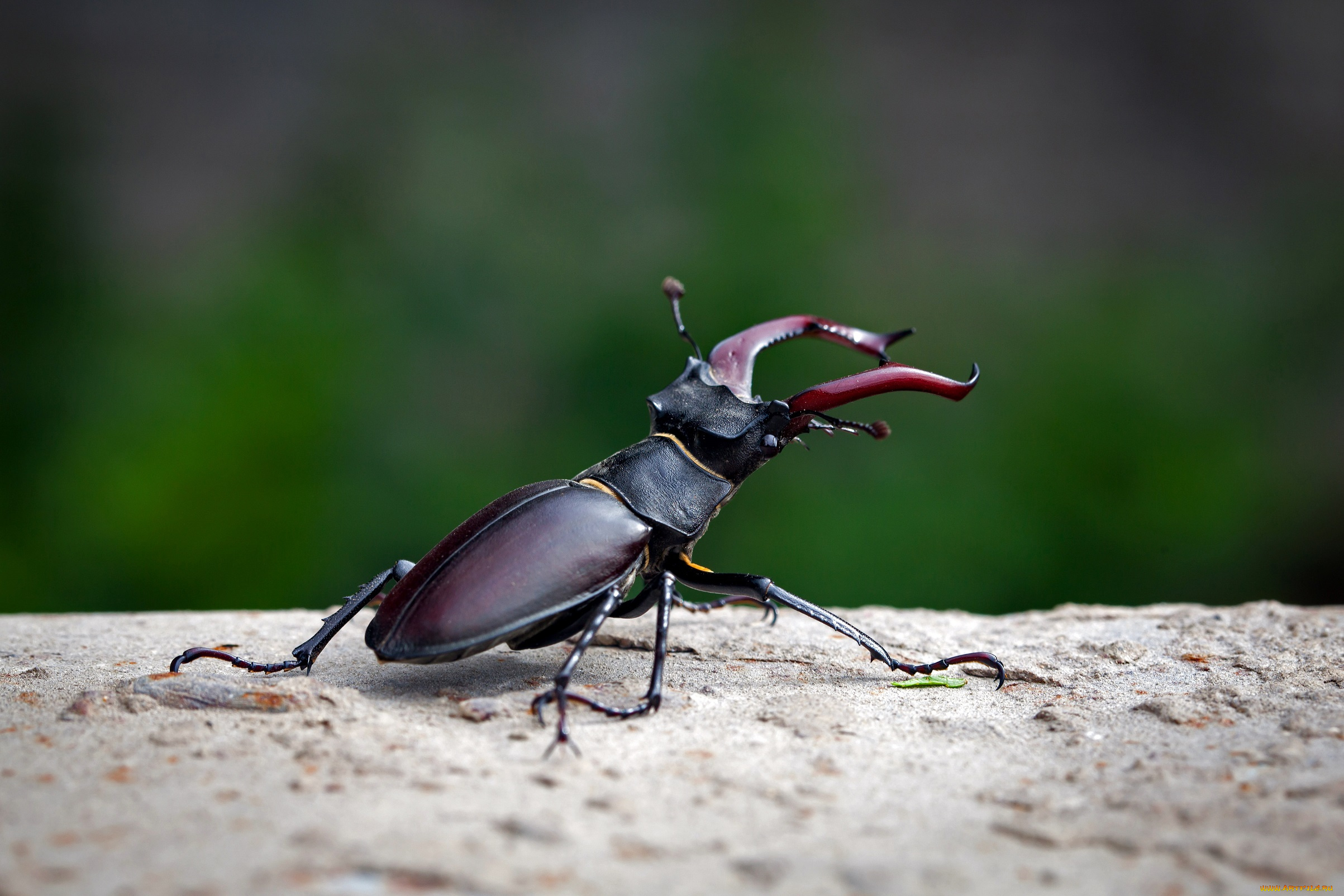 животные, насекомые, жук, зелёный, фон, рогатый