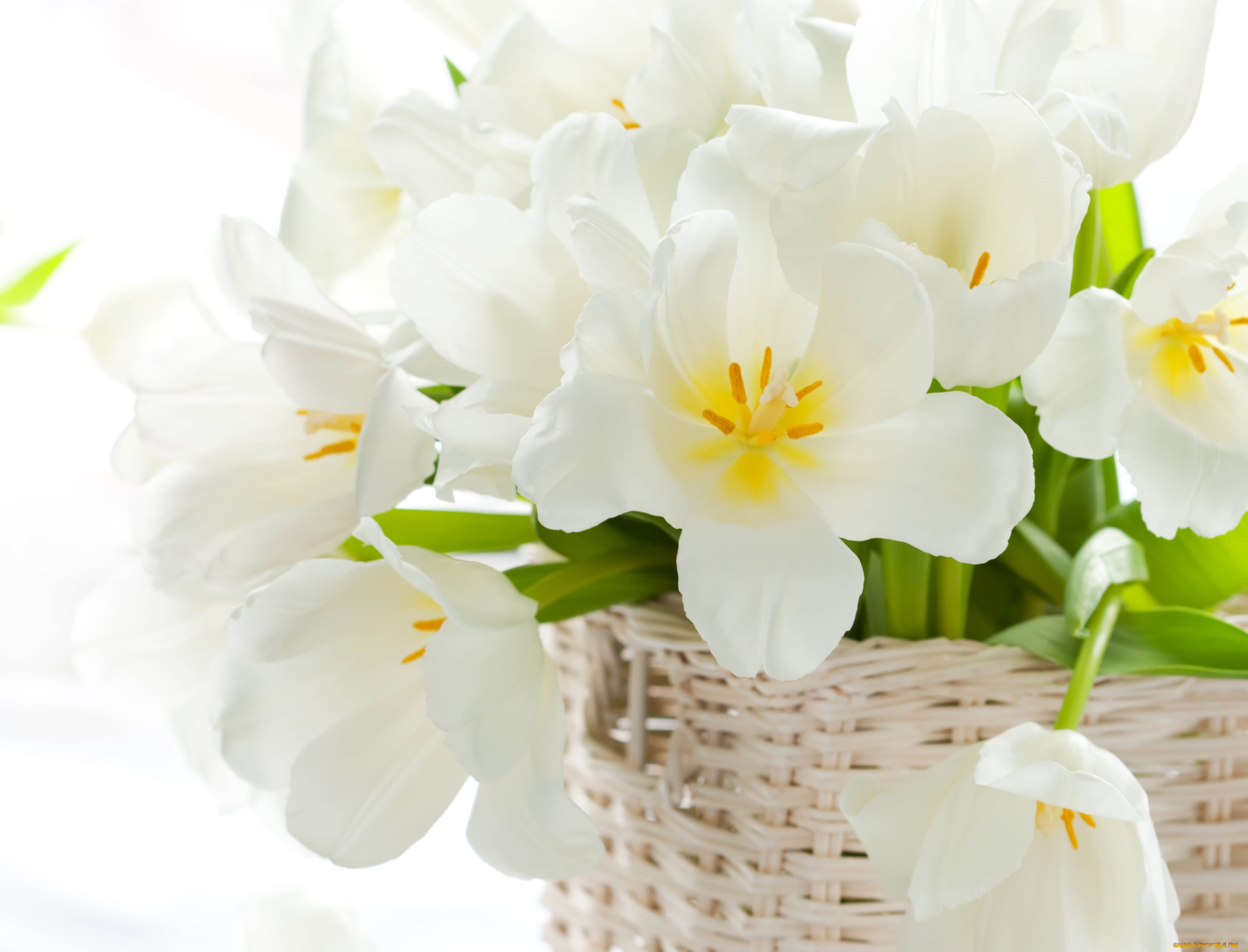 цветы, тюльпаны, белый