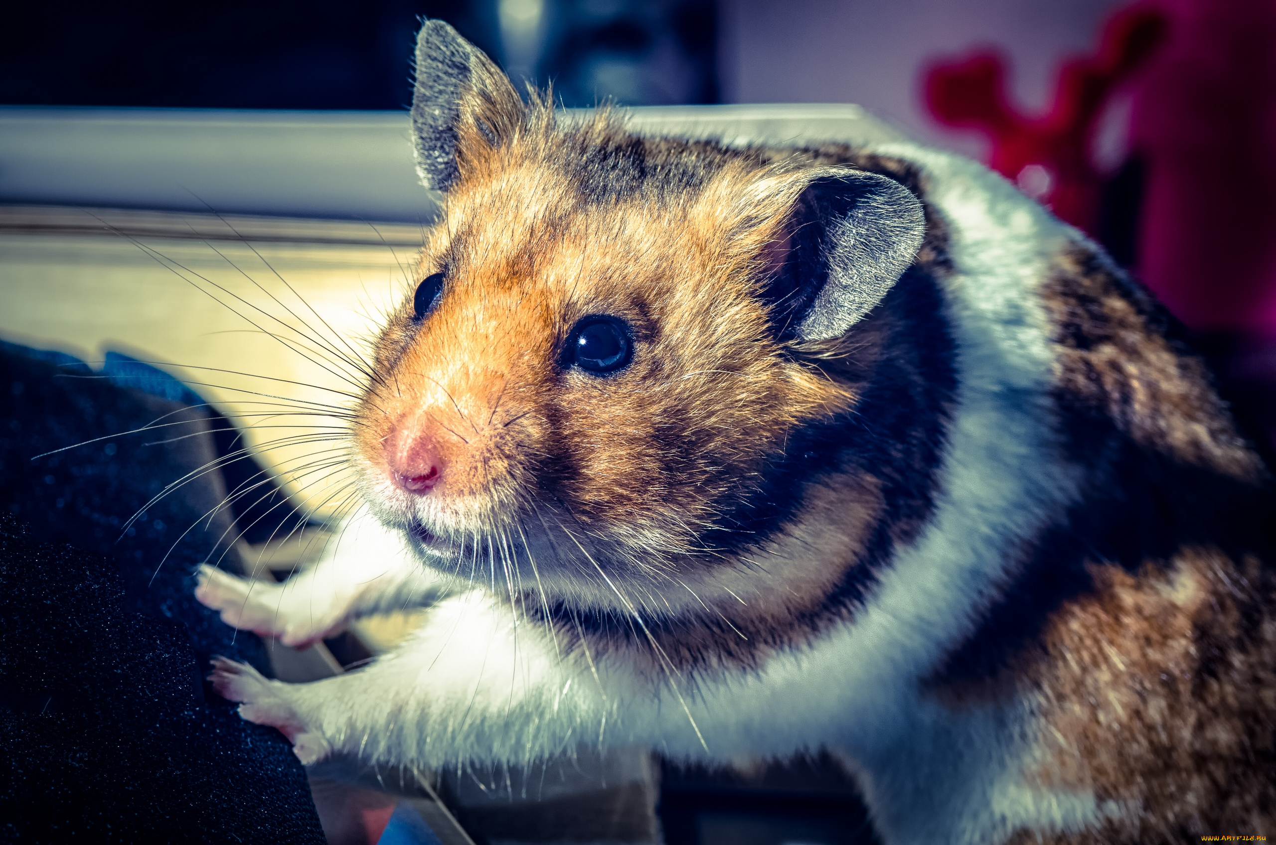 животные, морские, свинки, , хомяки, хомяк