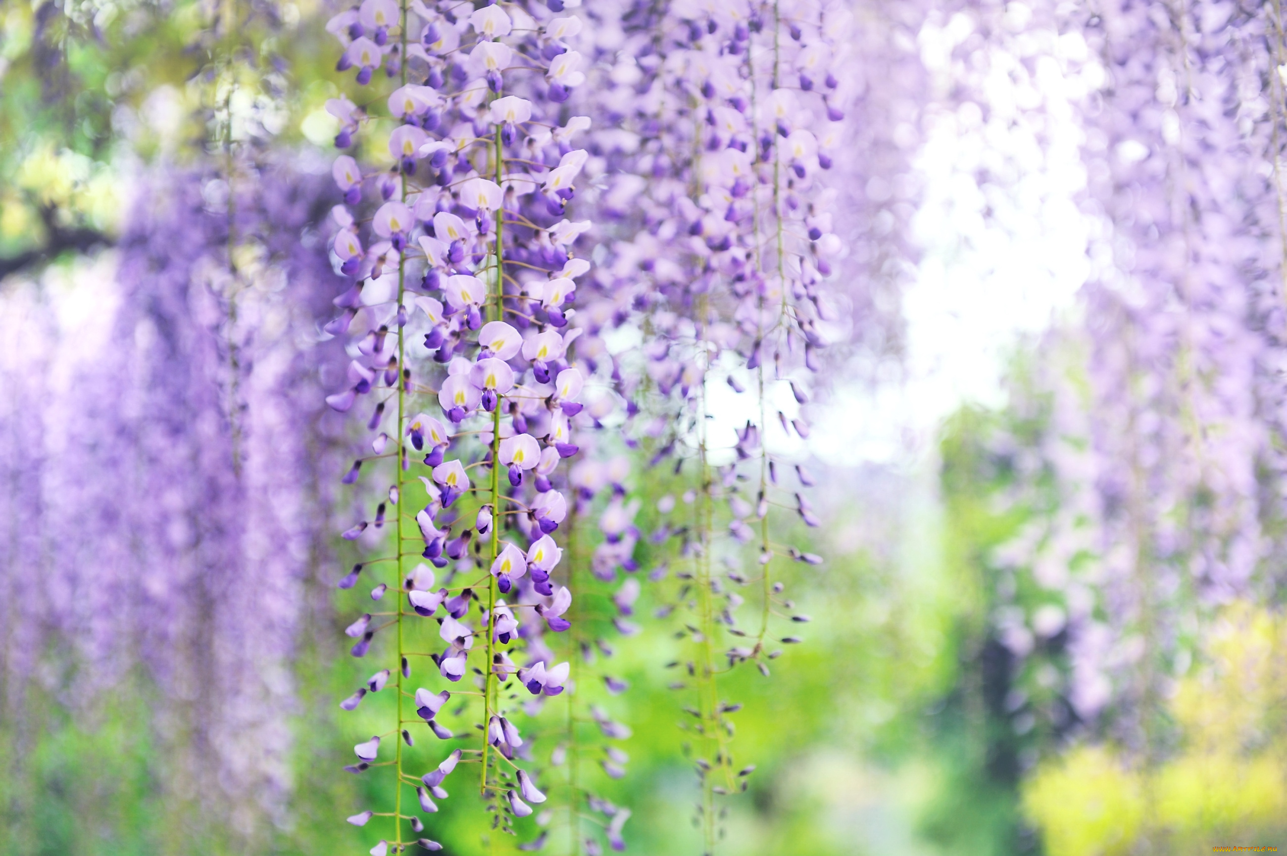 цветы, глициния, вистерия