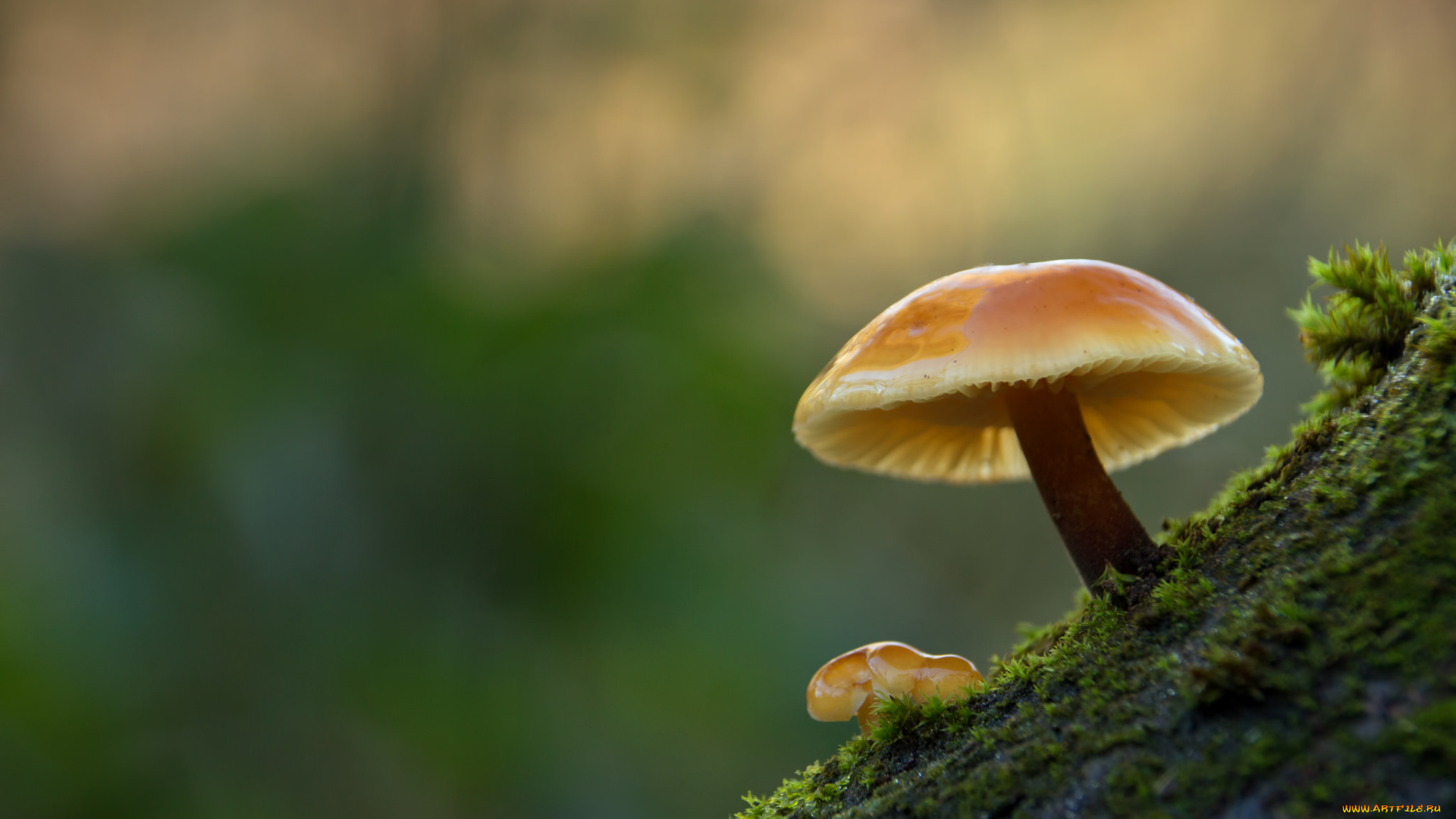 природа, грибы, макро, зимний