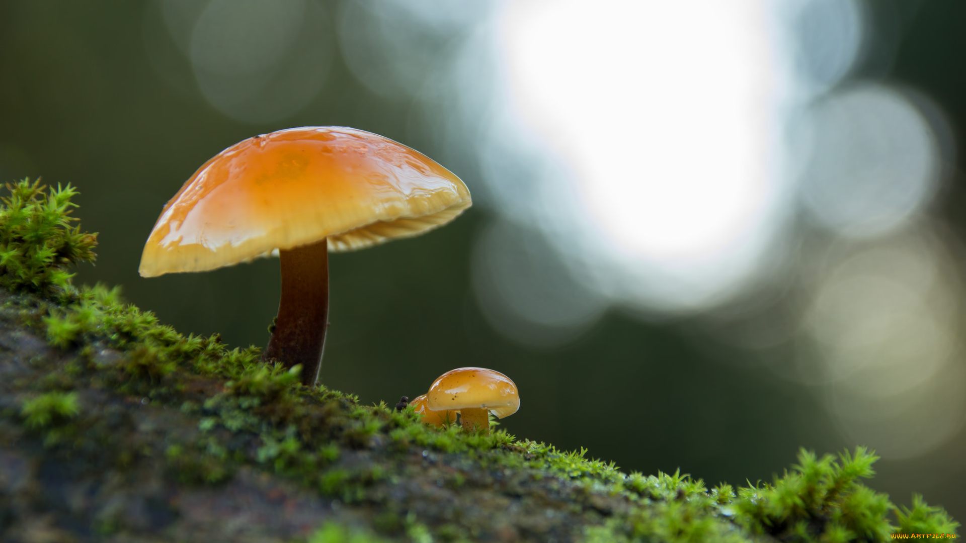 природа, грибы, макро, зимний, боке