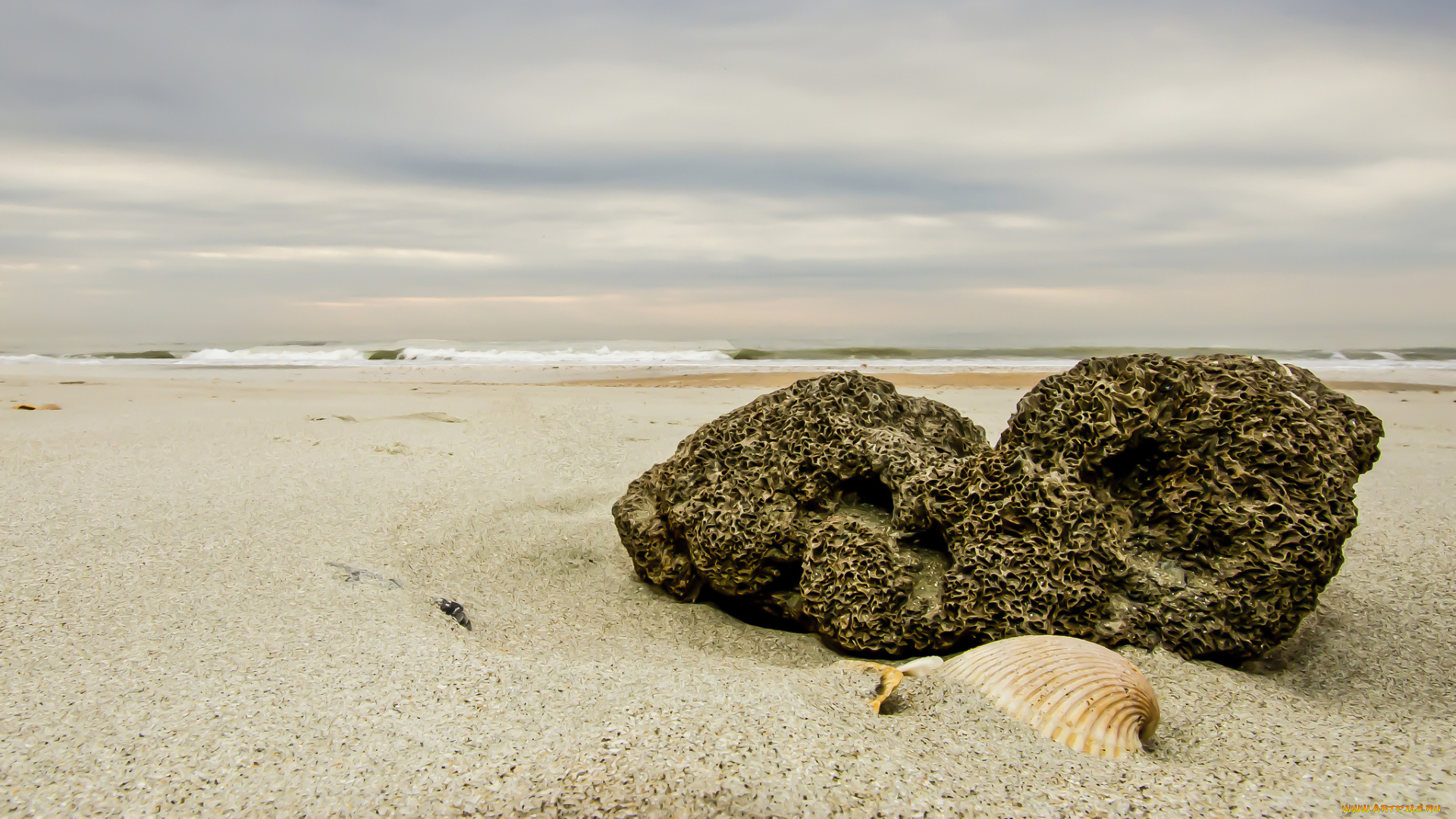природа, побережье, пляж, песок, ракушка, небо, камень, макро