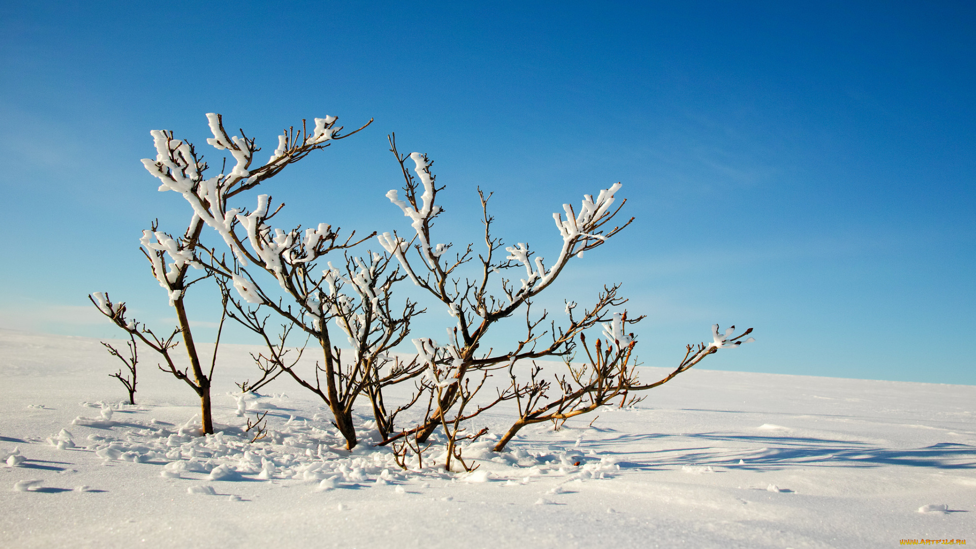 природа, зима, снег, деревья, ветки, небо
