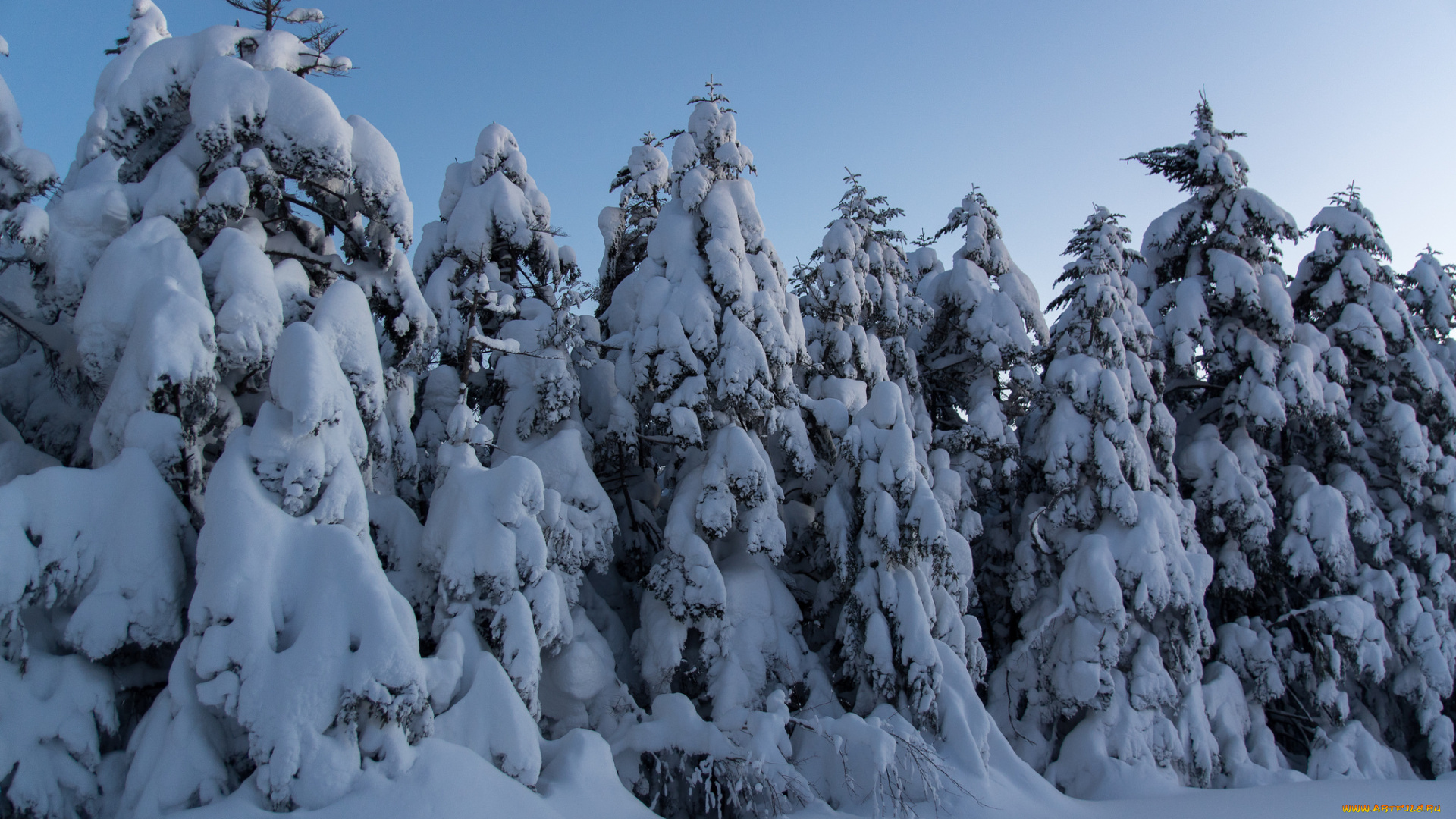 природа, зима, вечер, снег, ели, лес